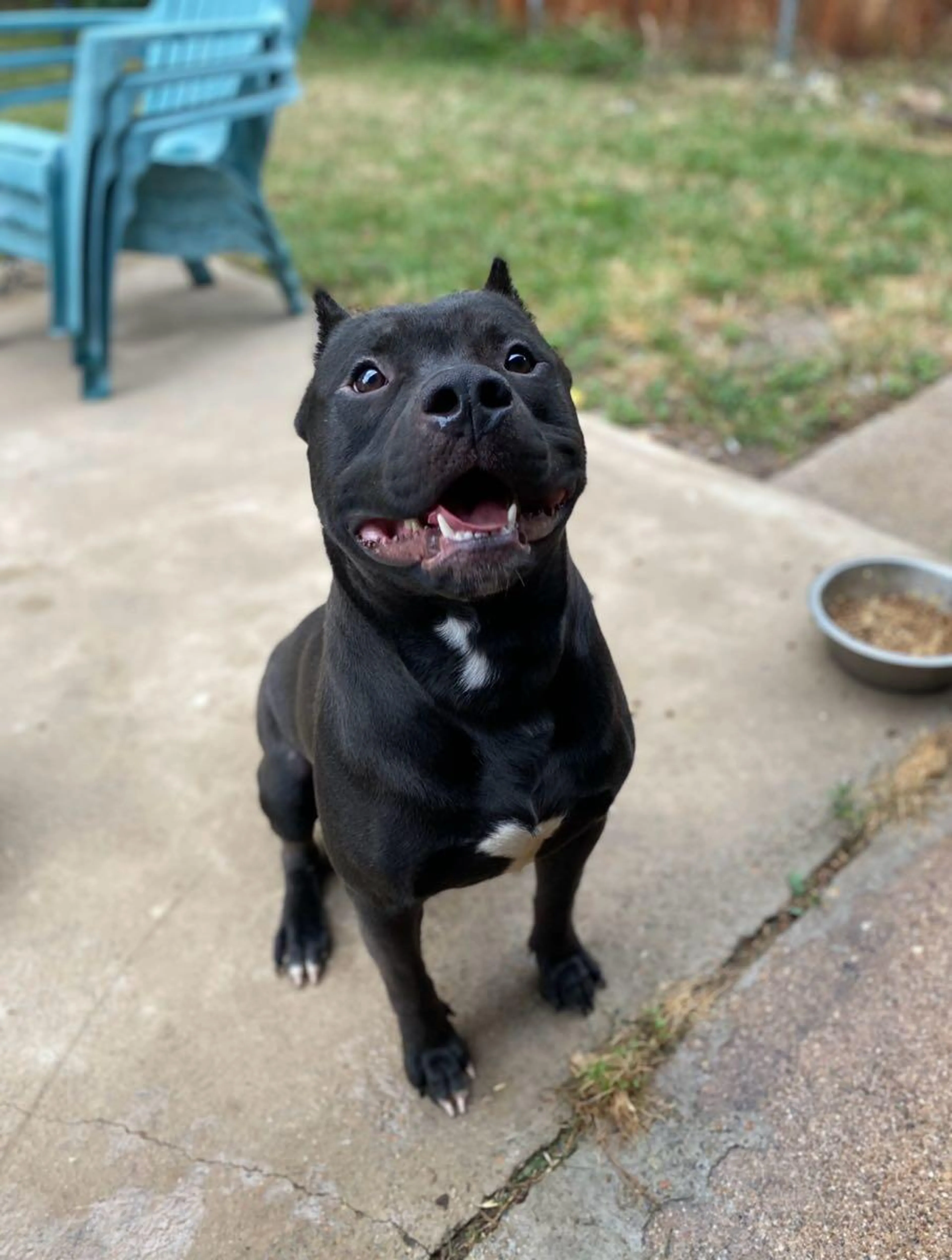 Lost pet