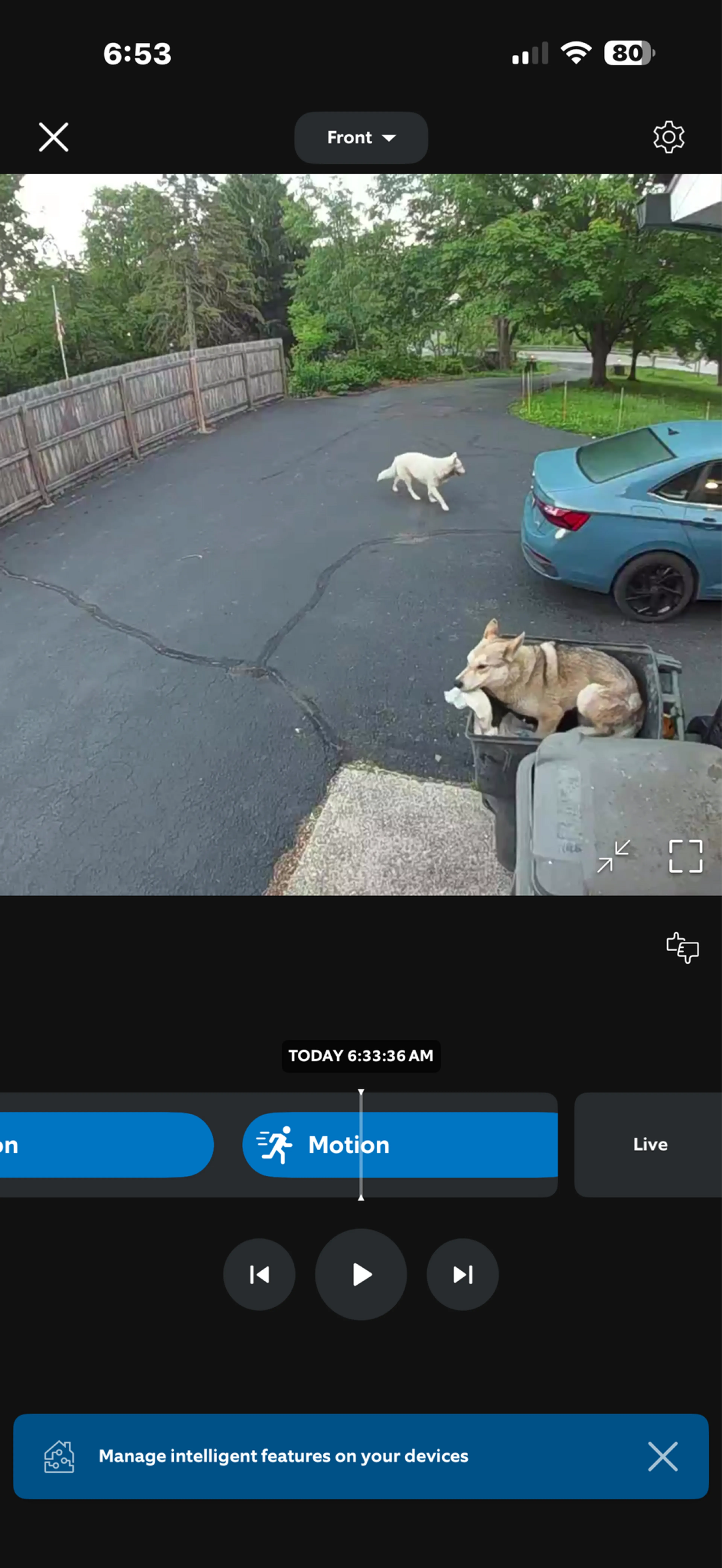 Found pet