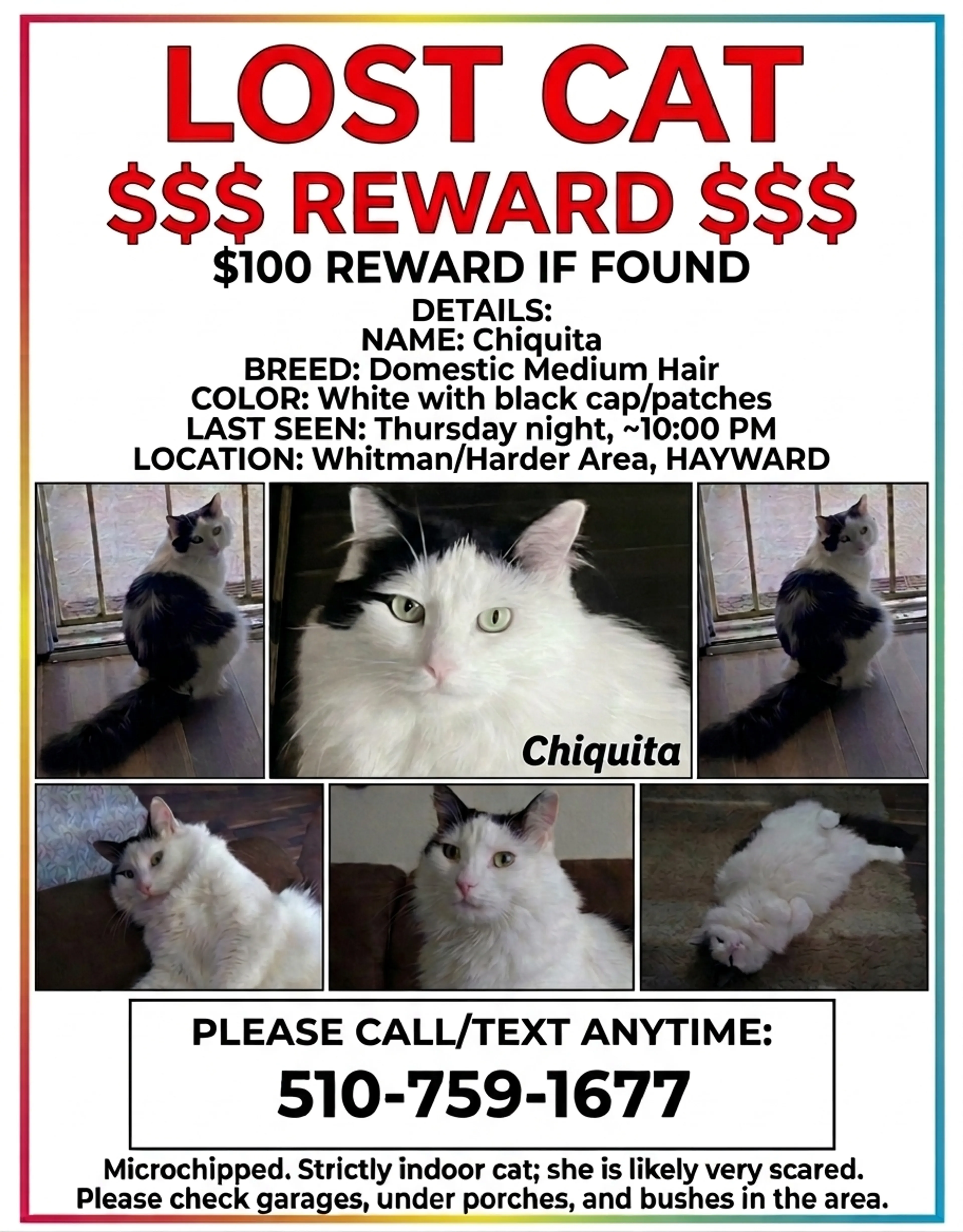 Lost pet