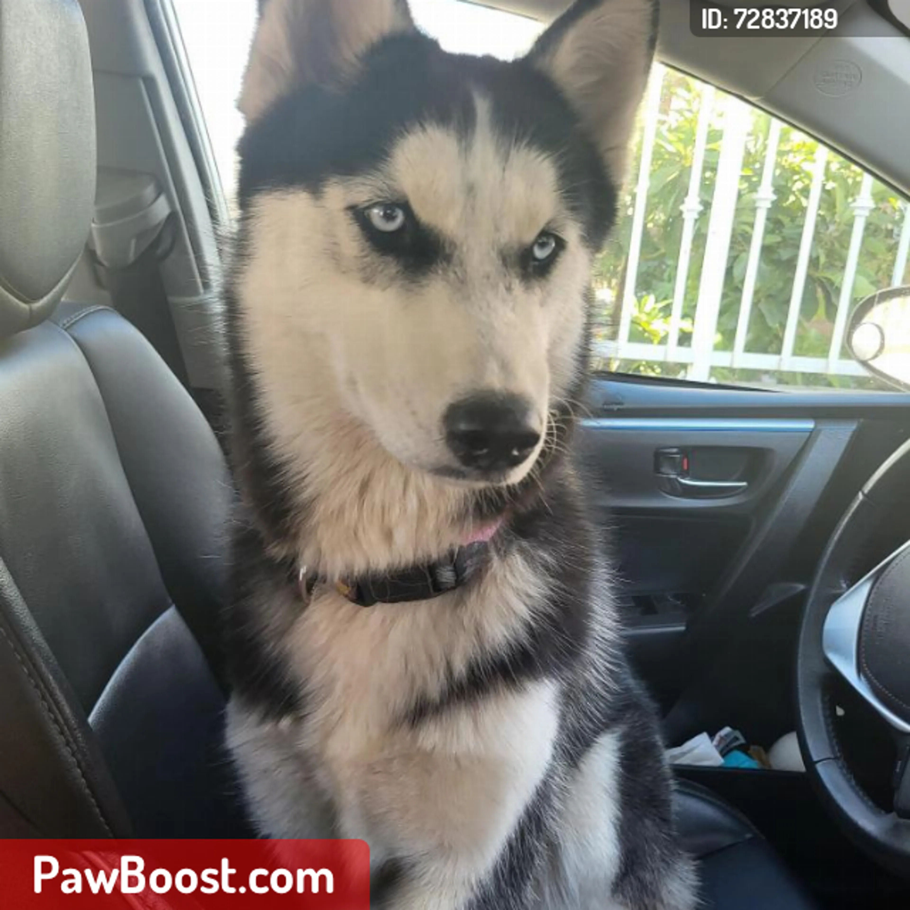 Lost pet