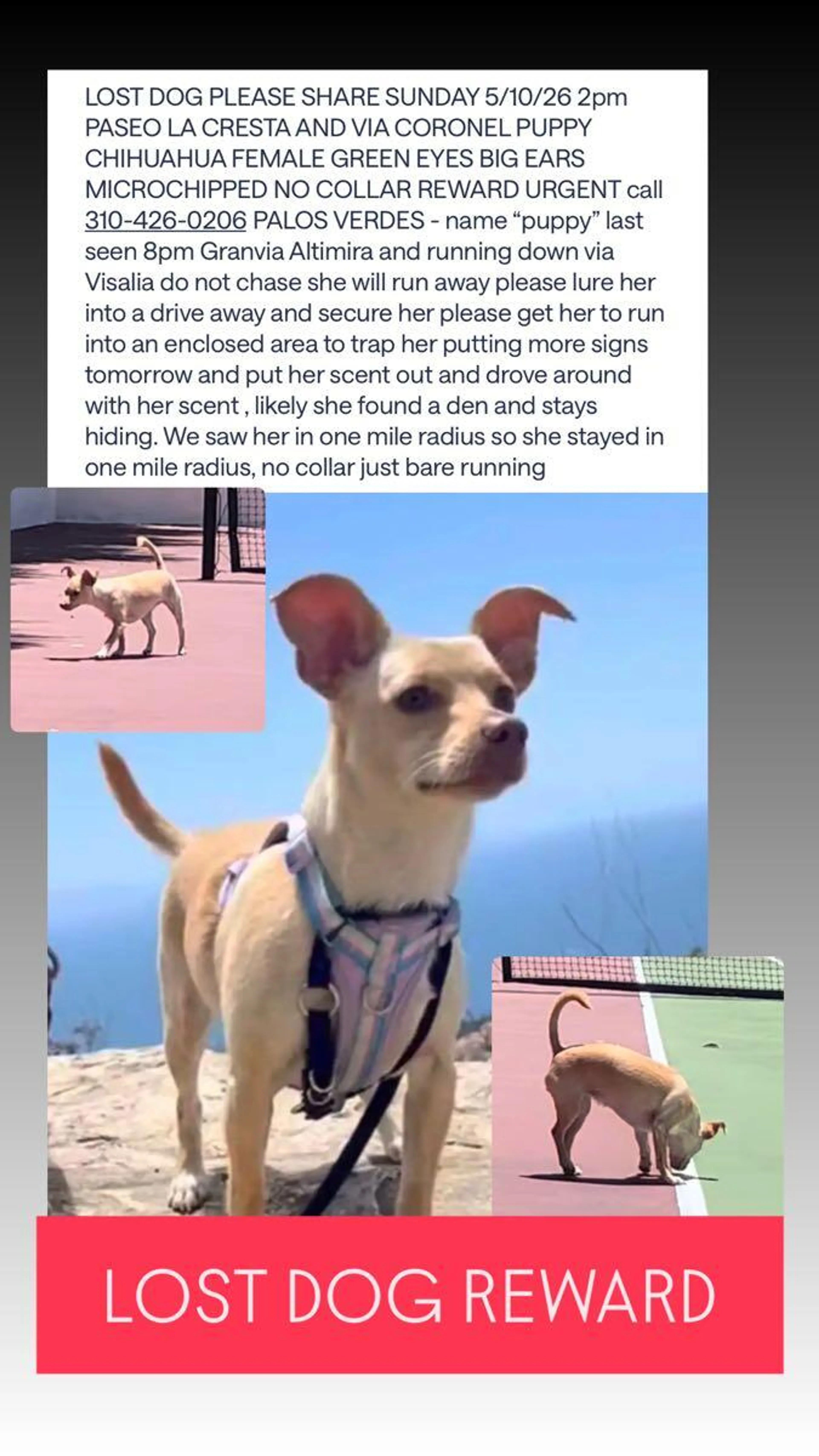 Lost pet