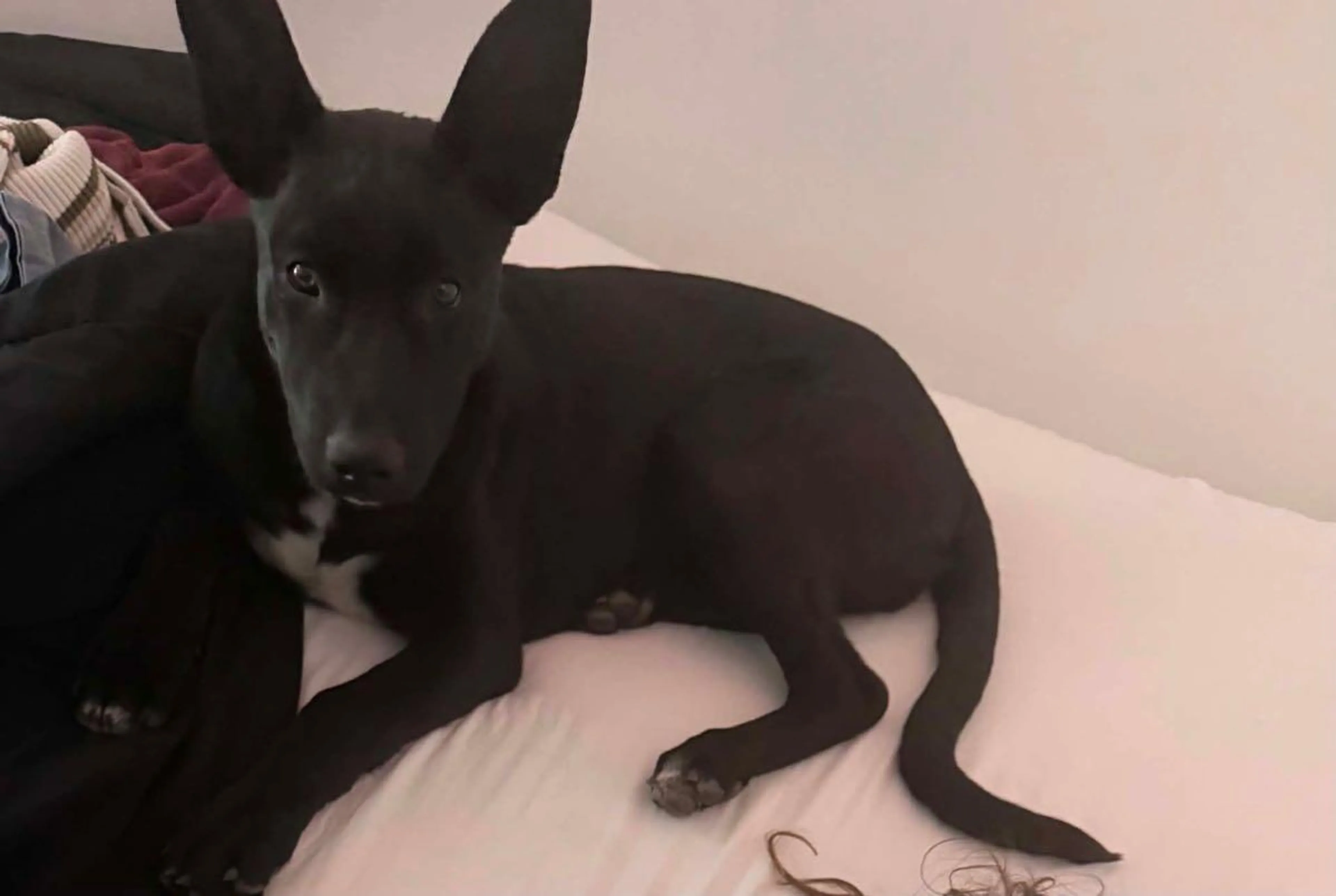 Lost pet