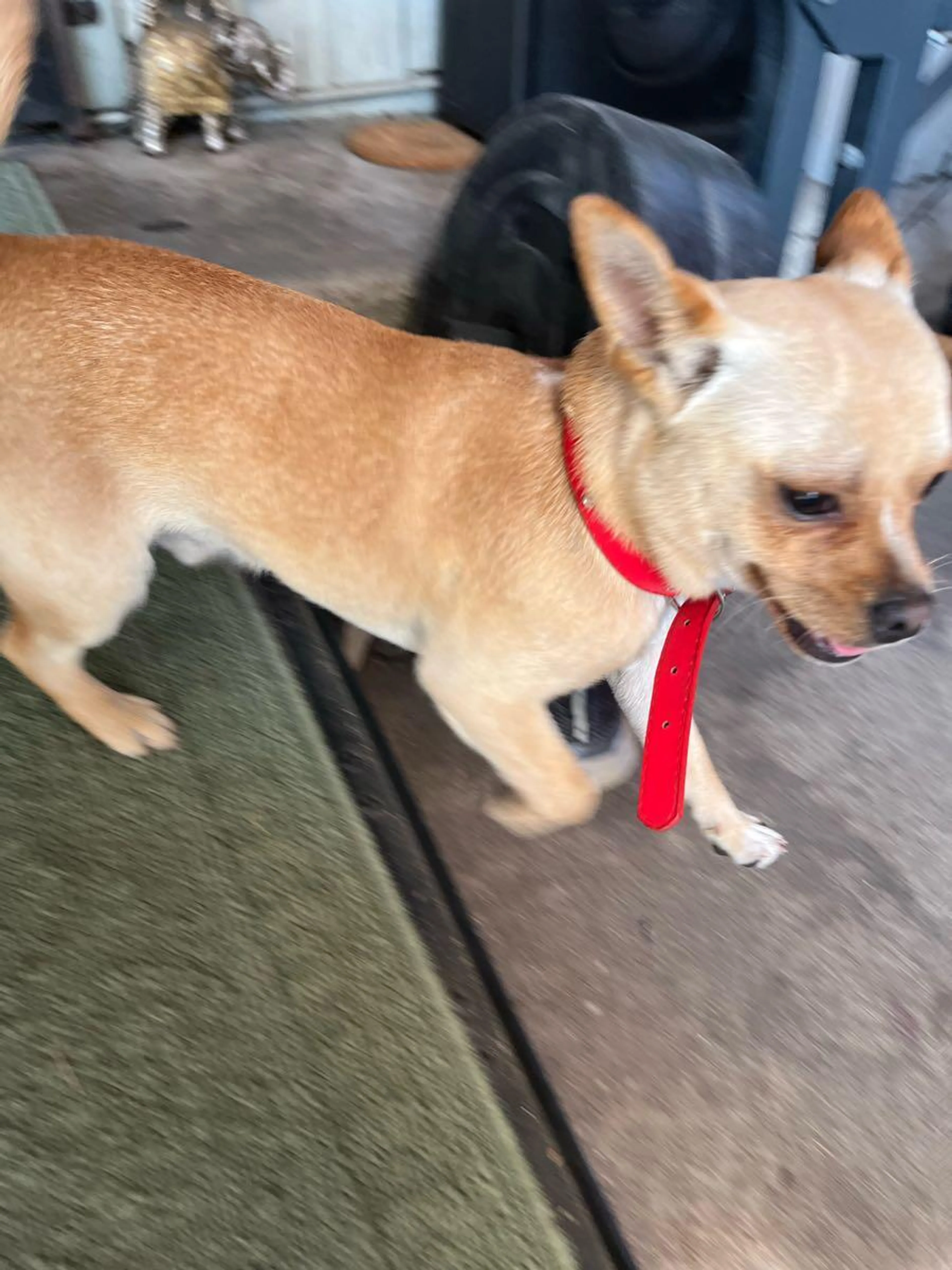 Found pet