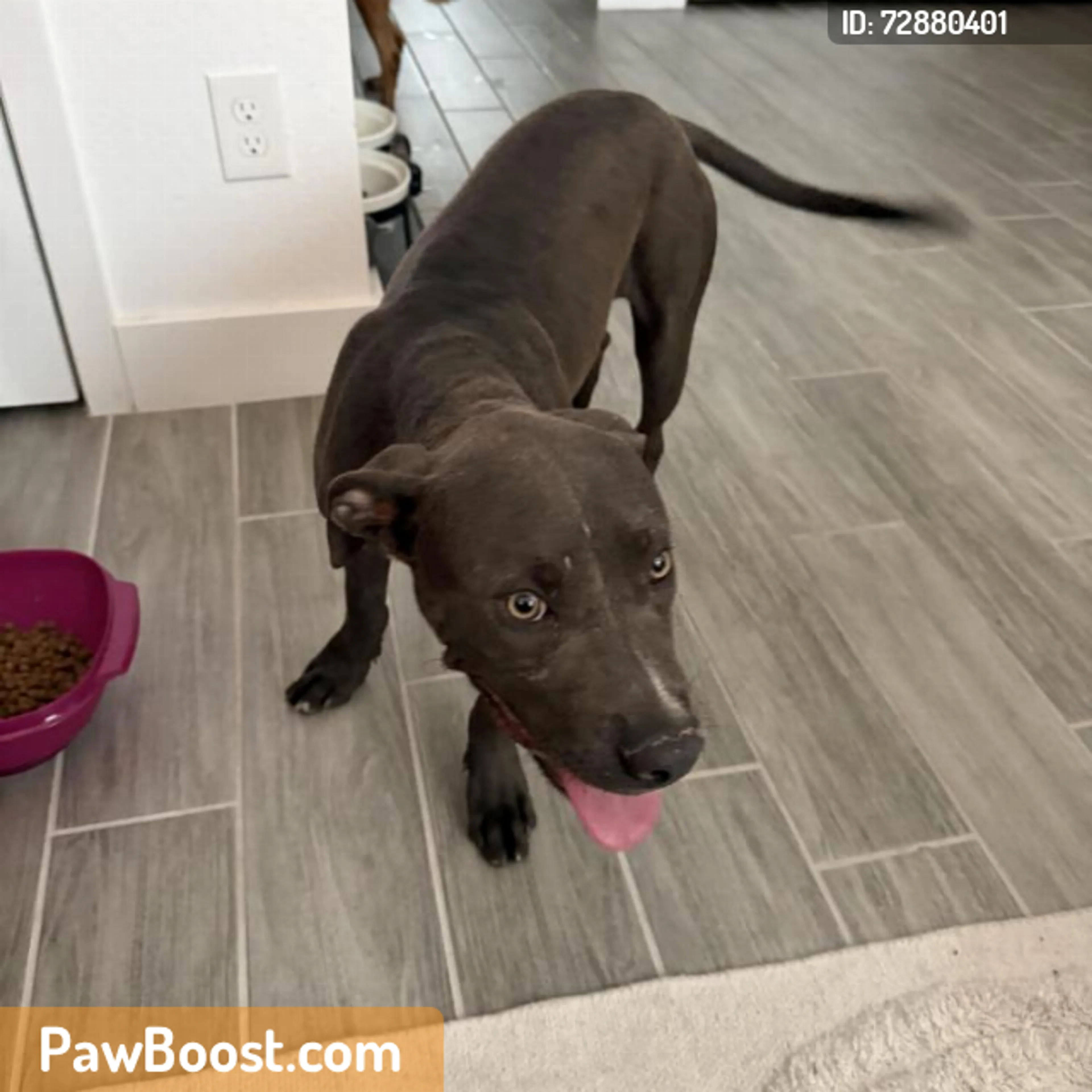 Found pet