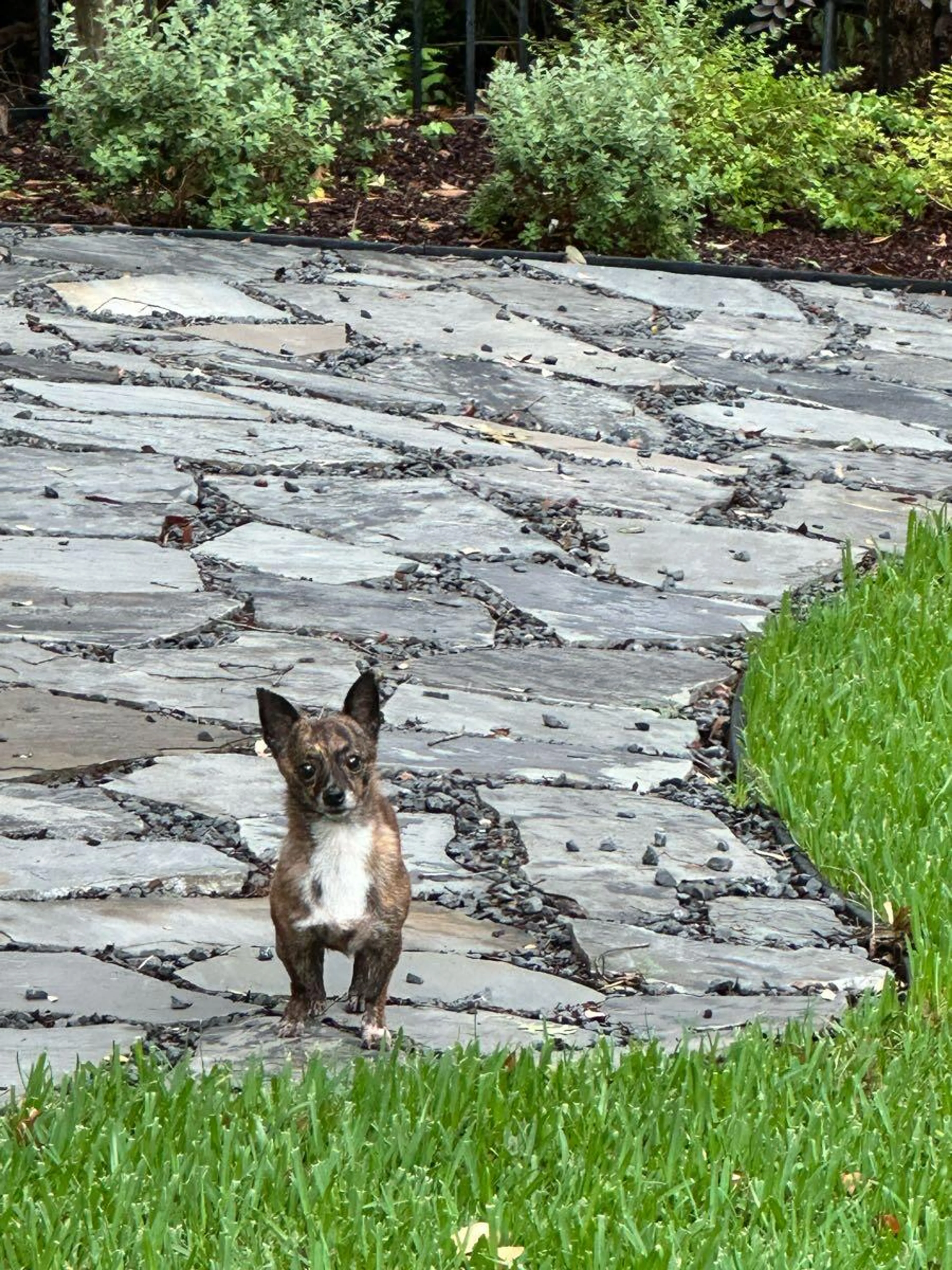 Found pet