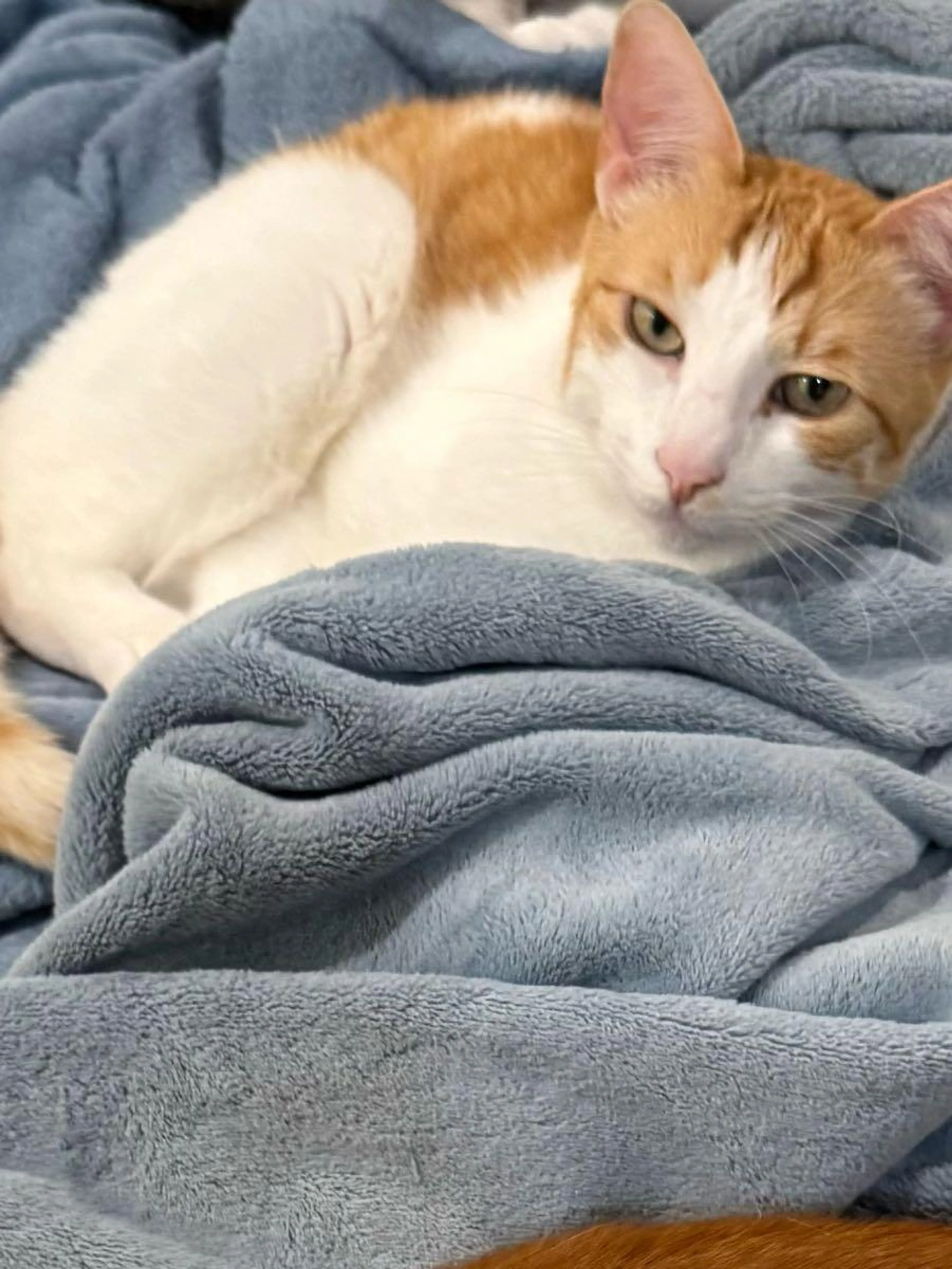 Lost pet