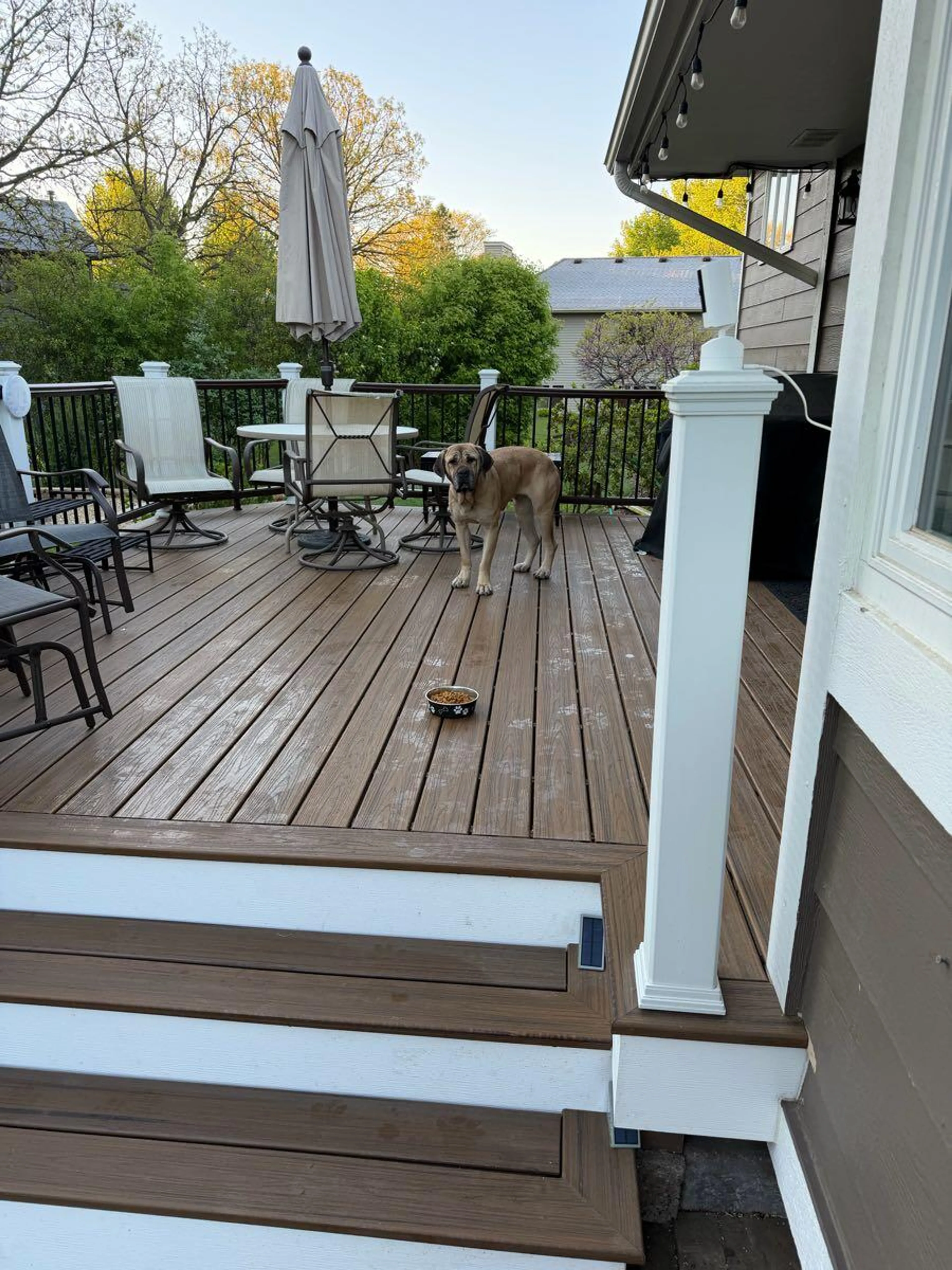 Found pet