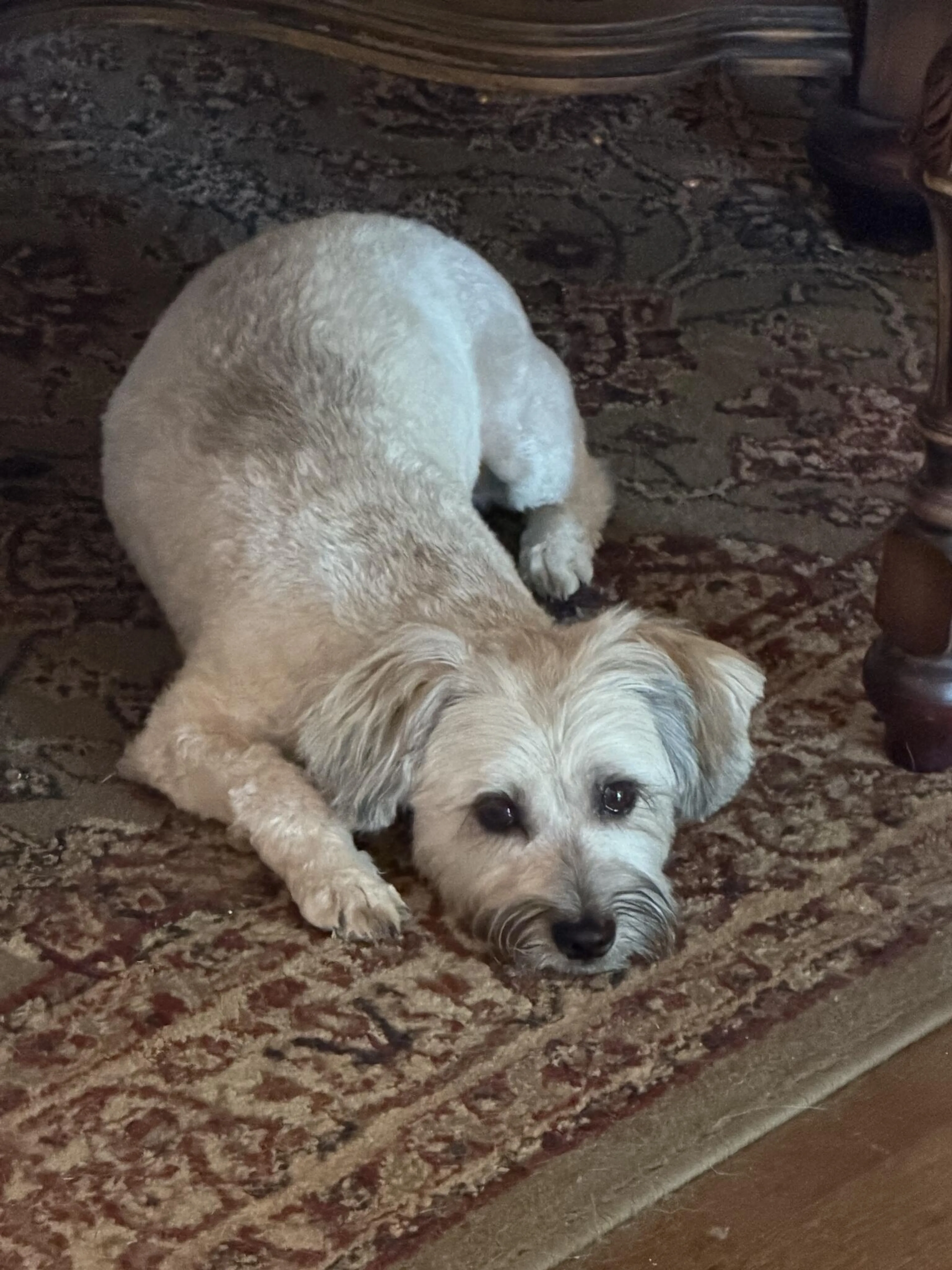 Lost pet