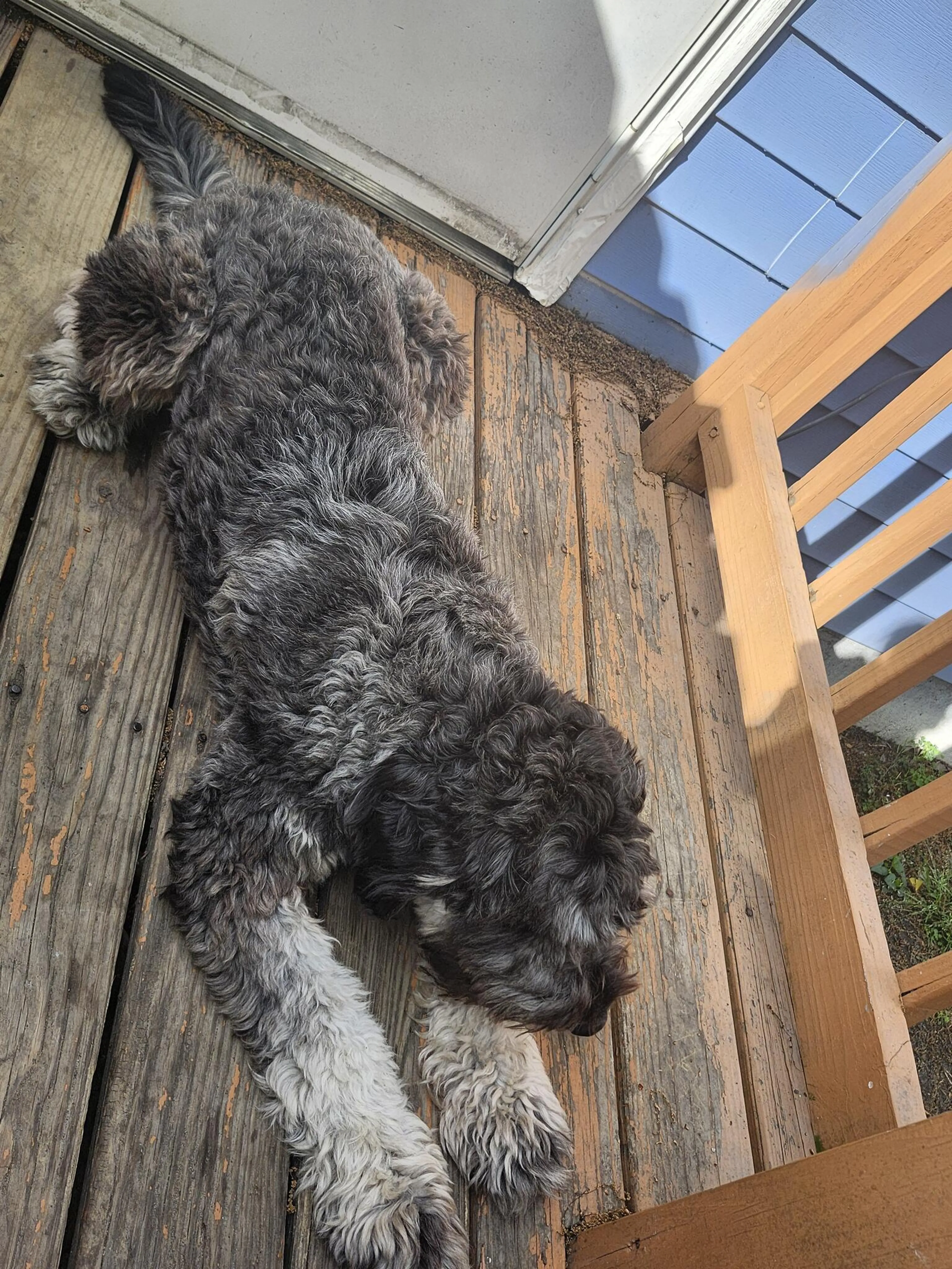 Lost pet