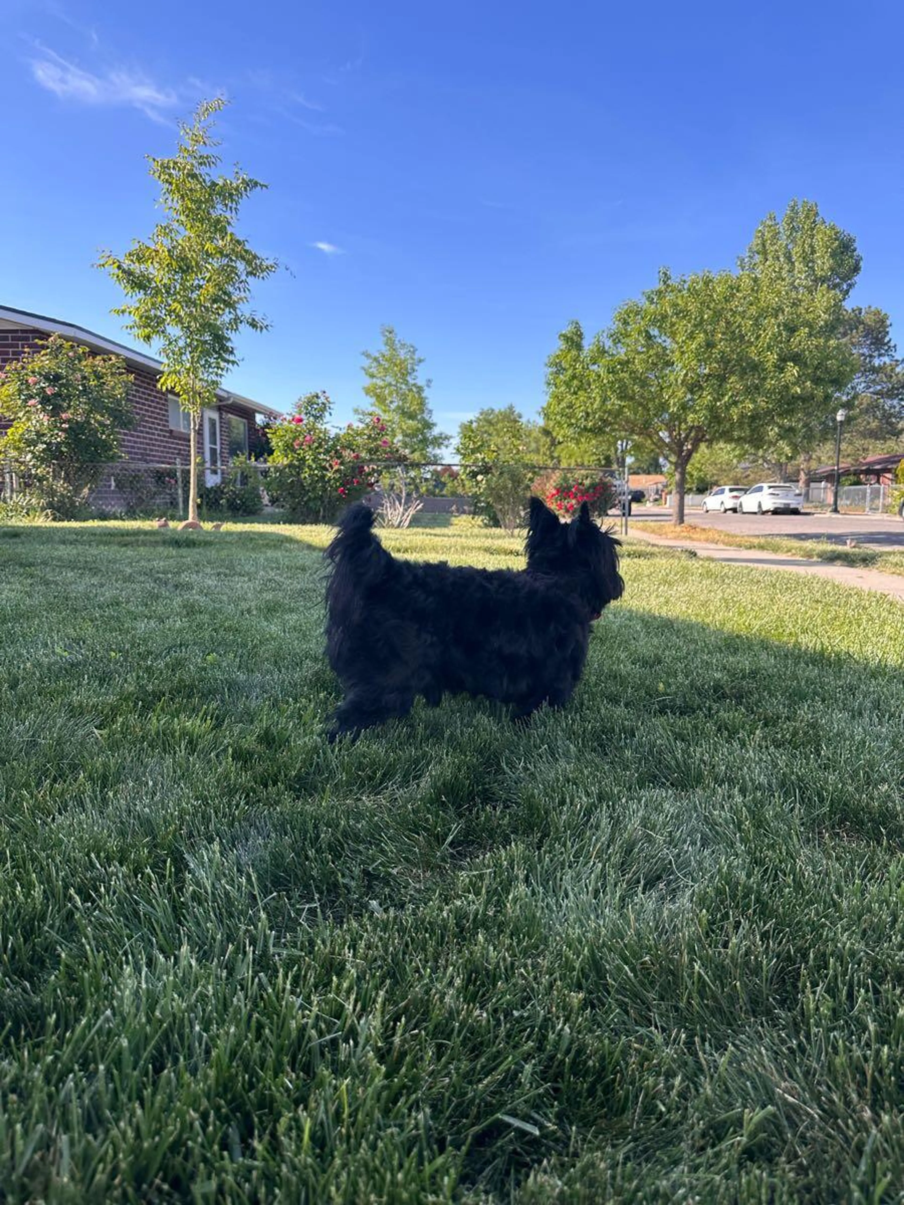Found pet