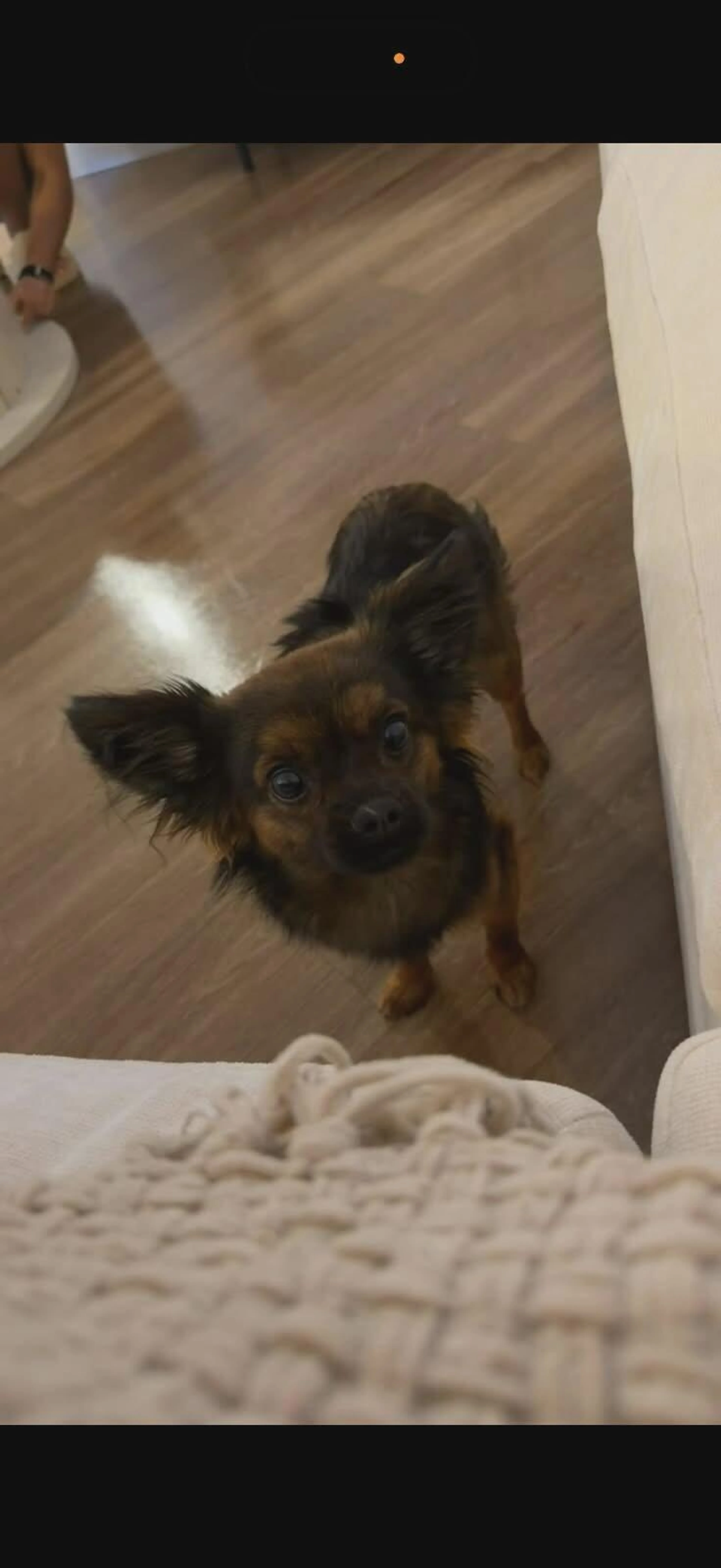 Lost pet