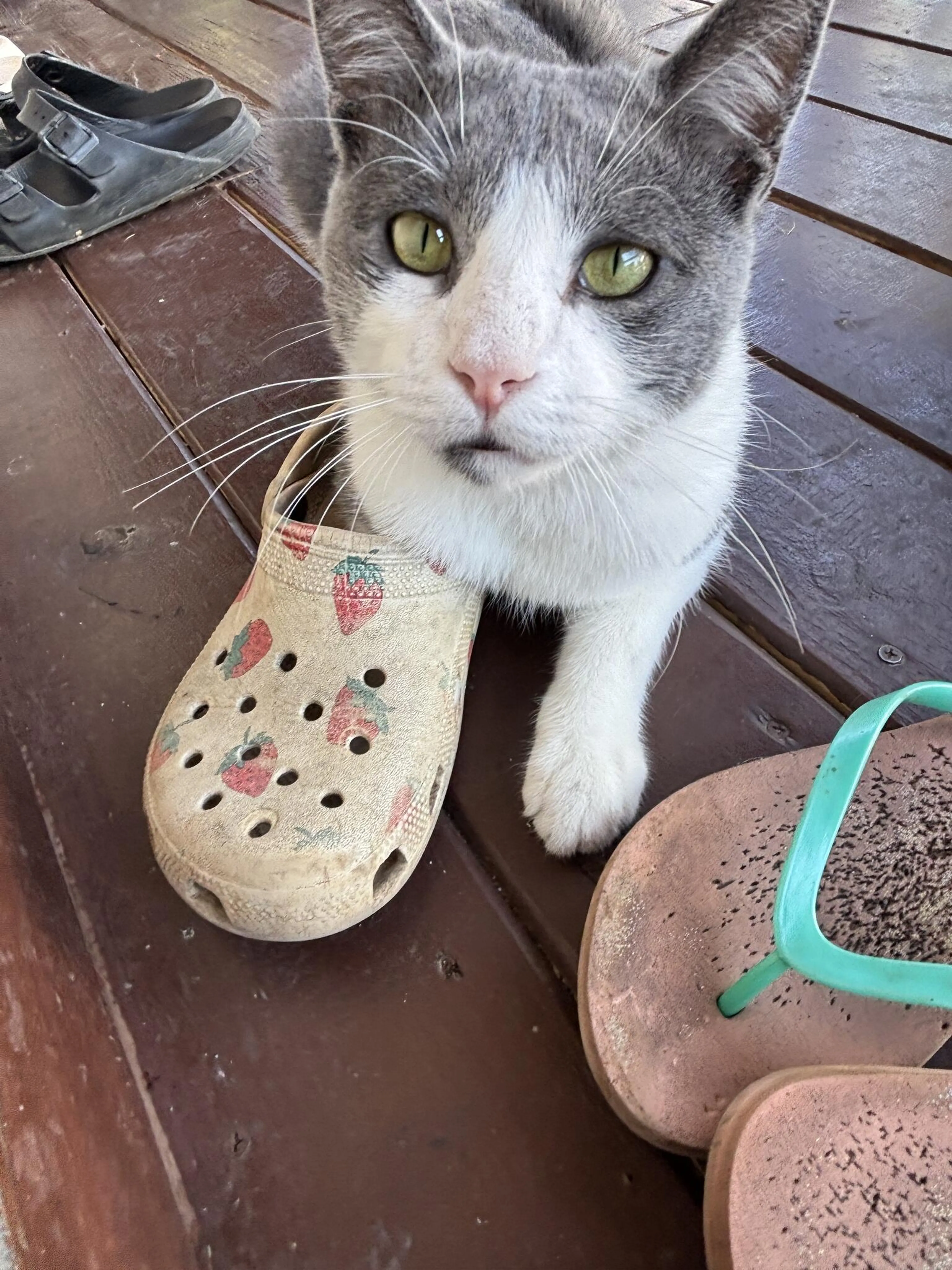 Lost pet