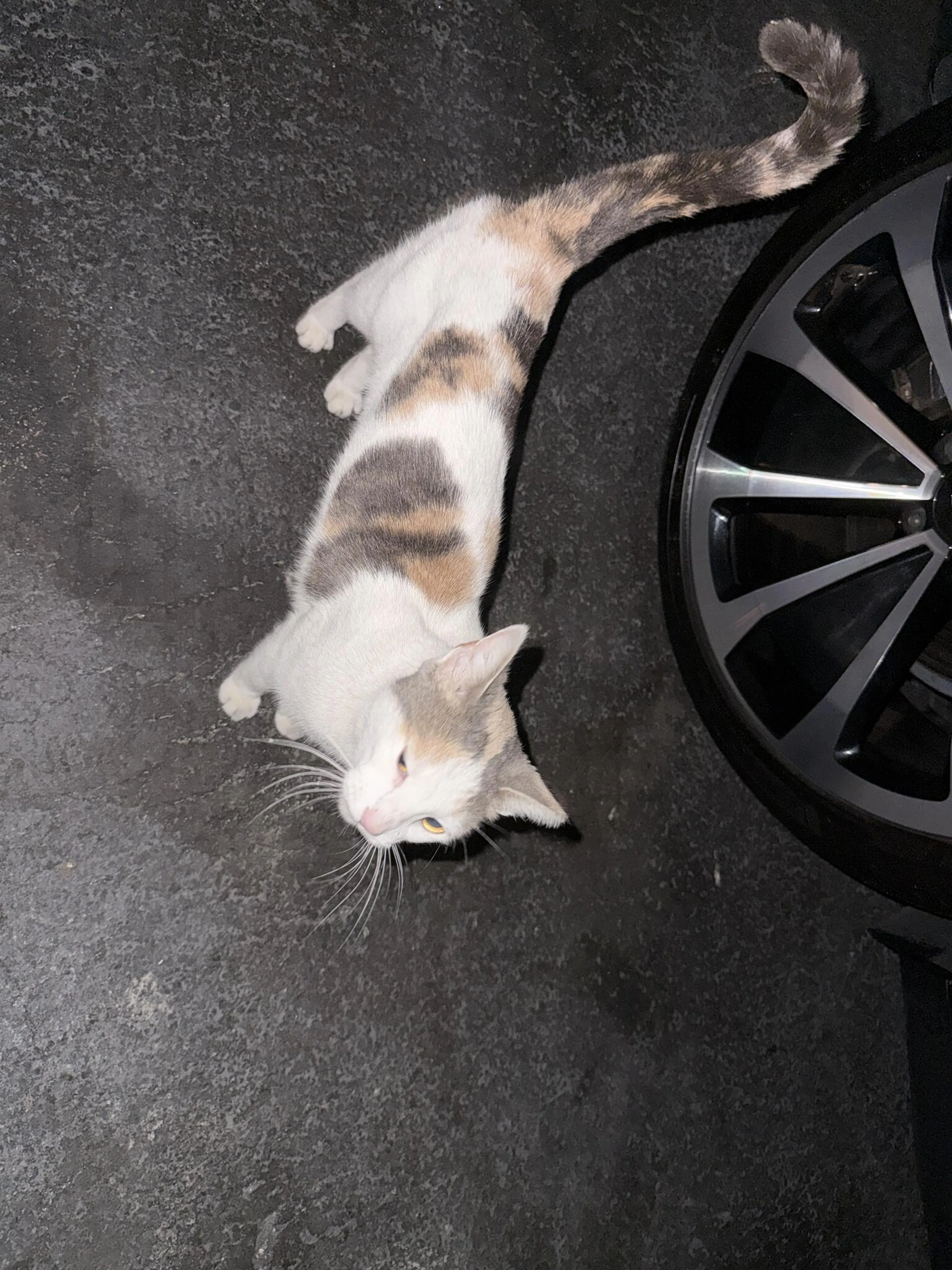 Found pet