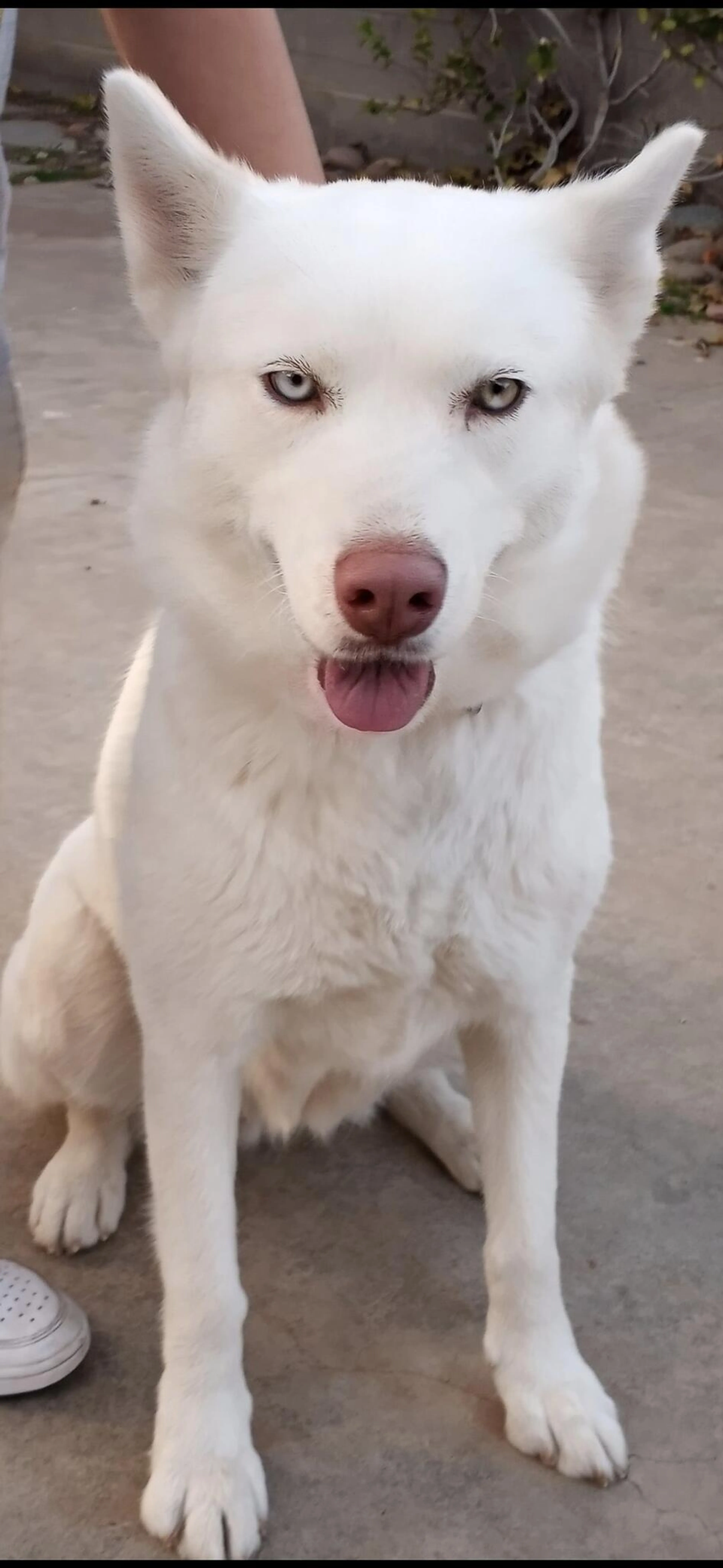 Lost pet