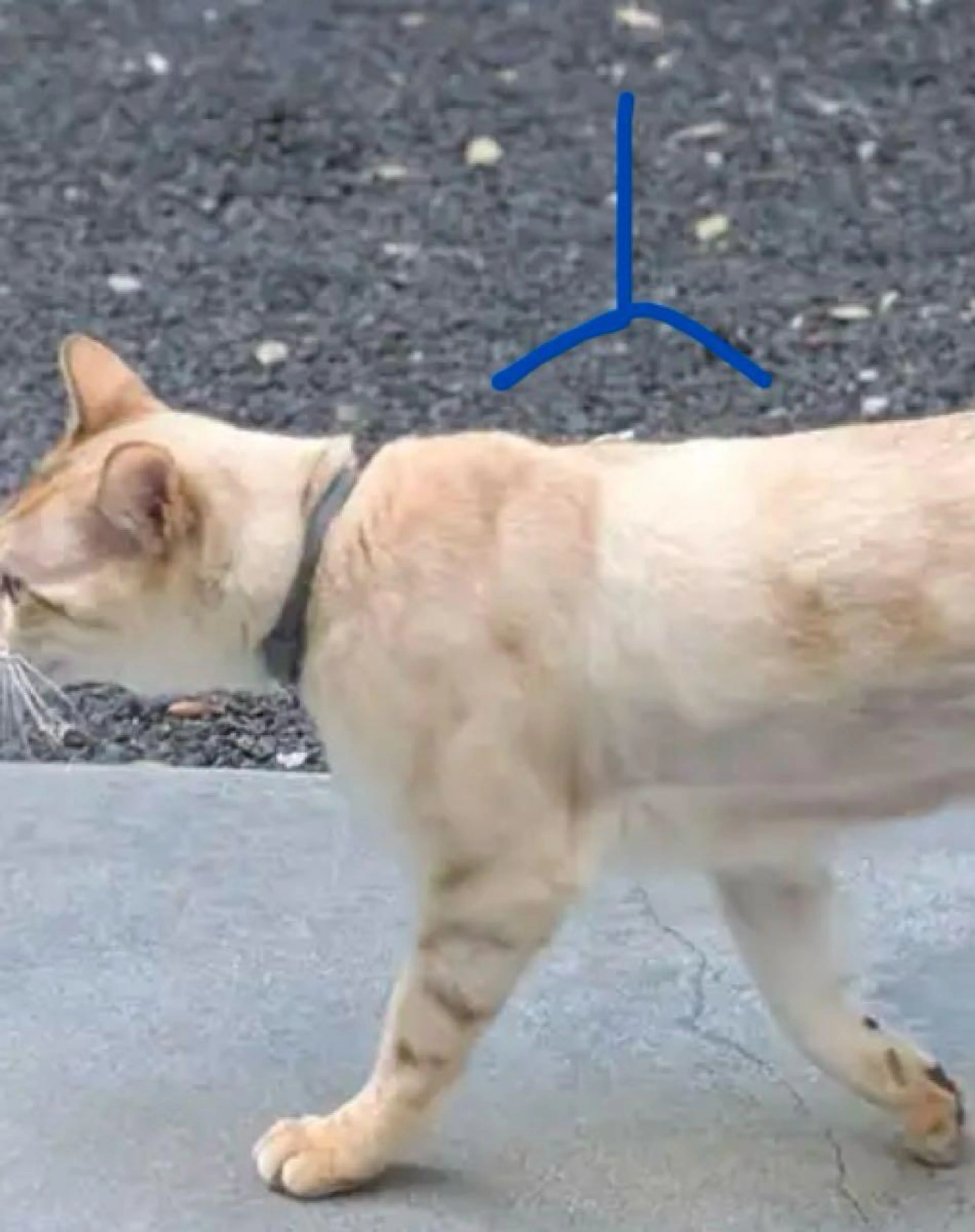 Found pet