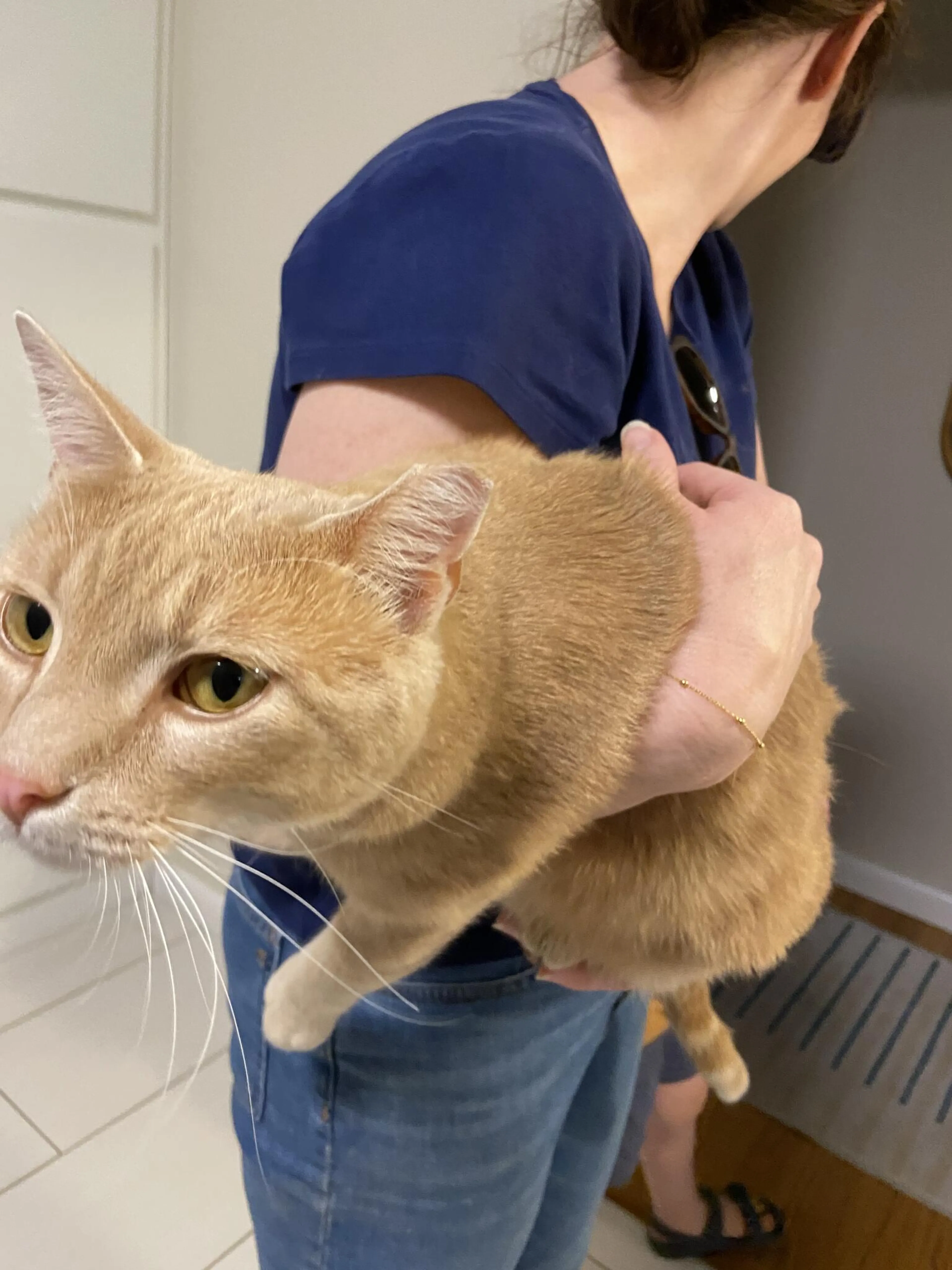 Found pet