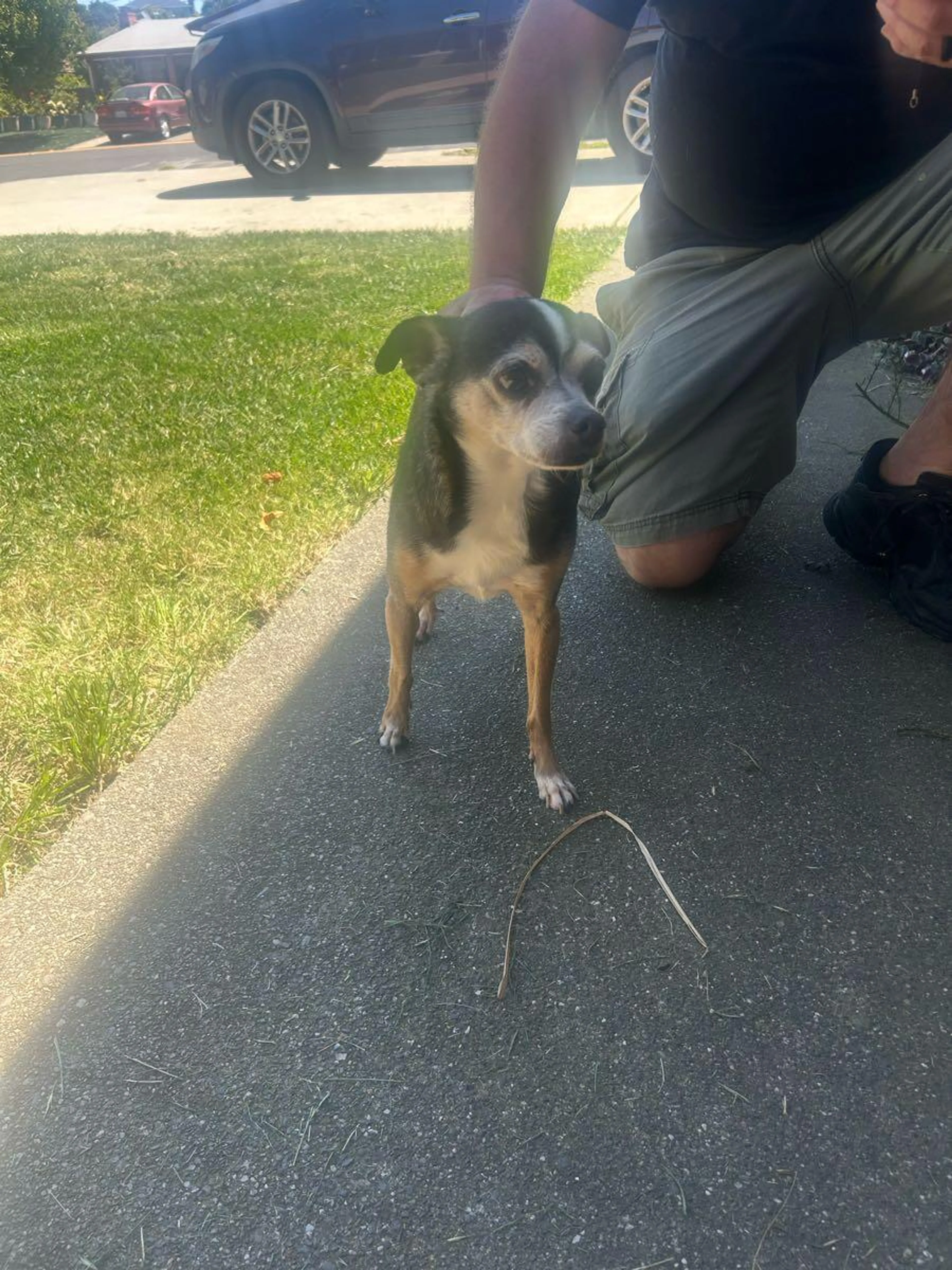 Found pet