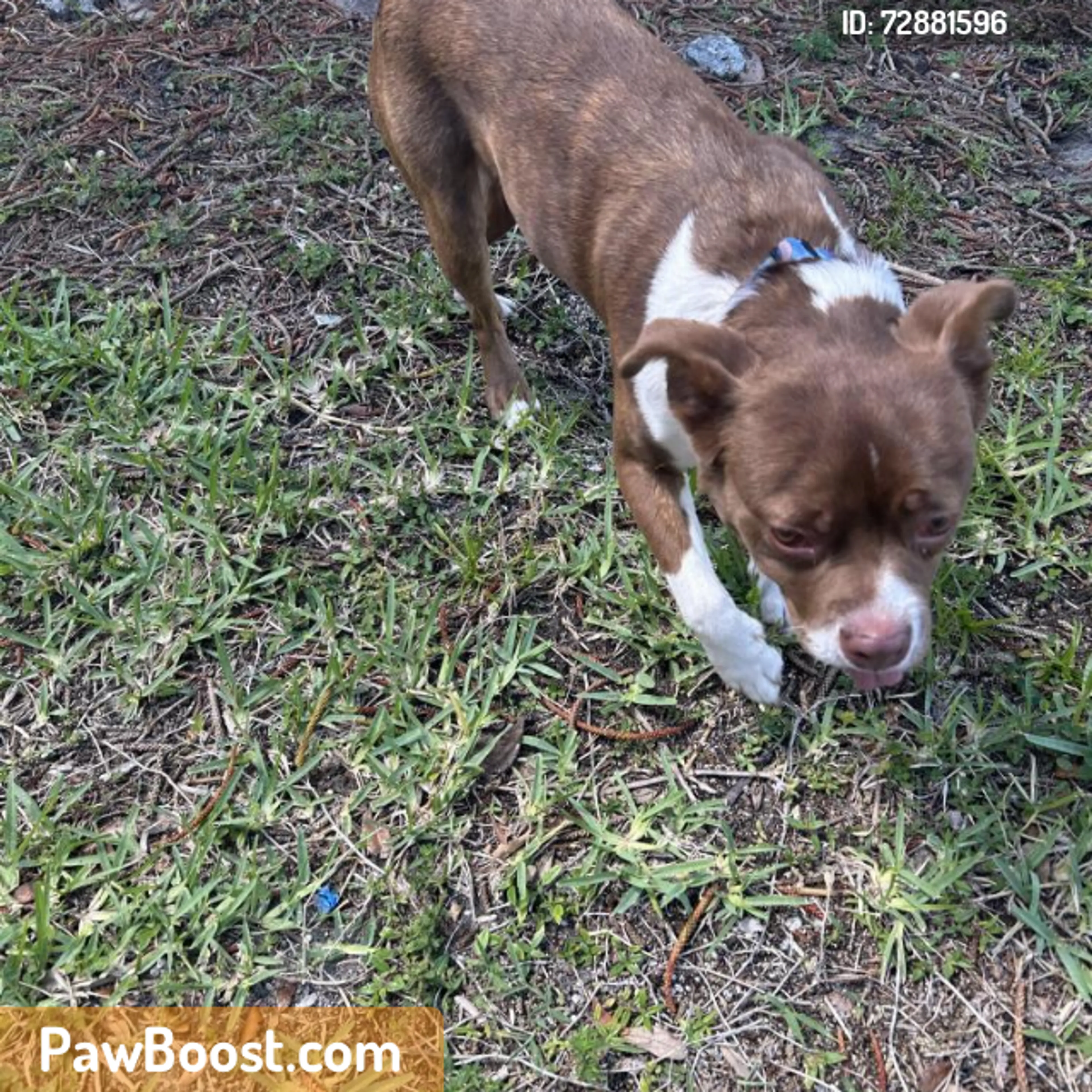 Found pet