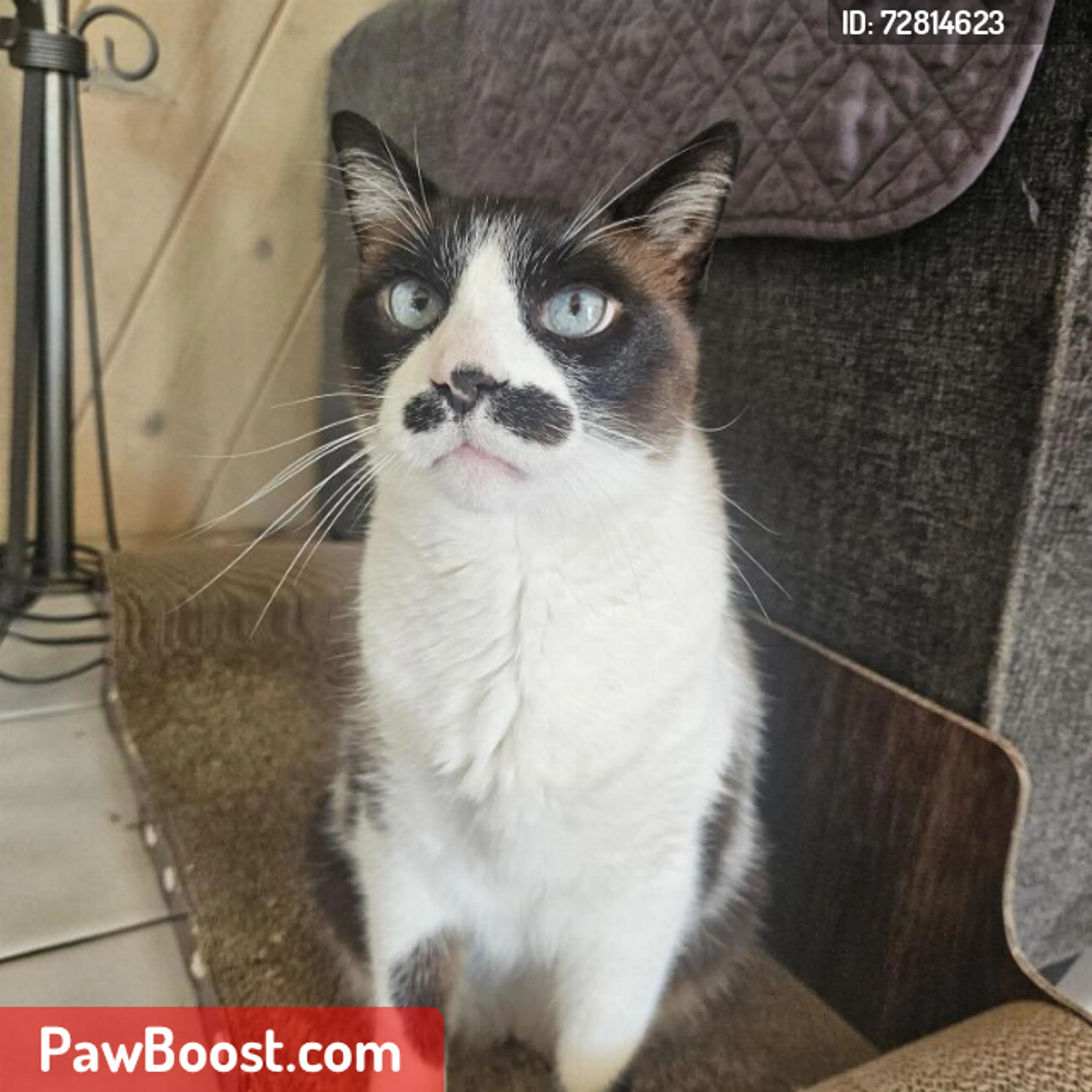 Lost pet