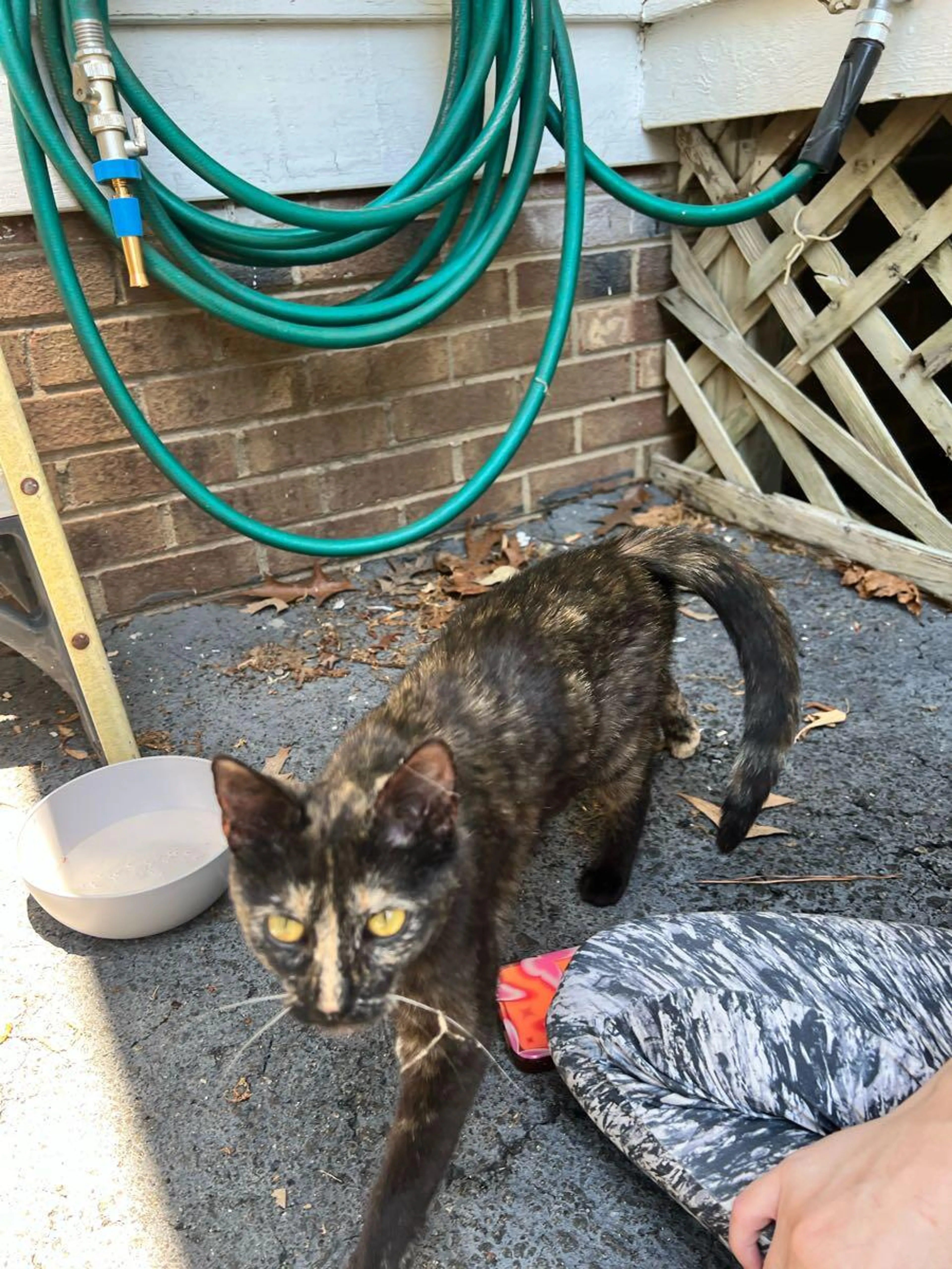 Lost pet