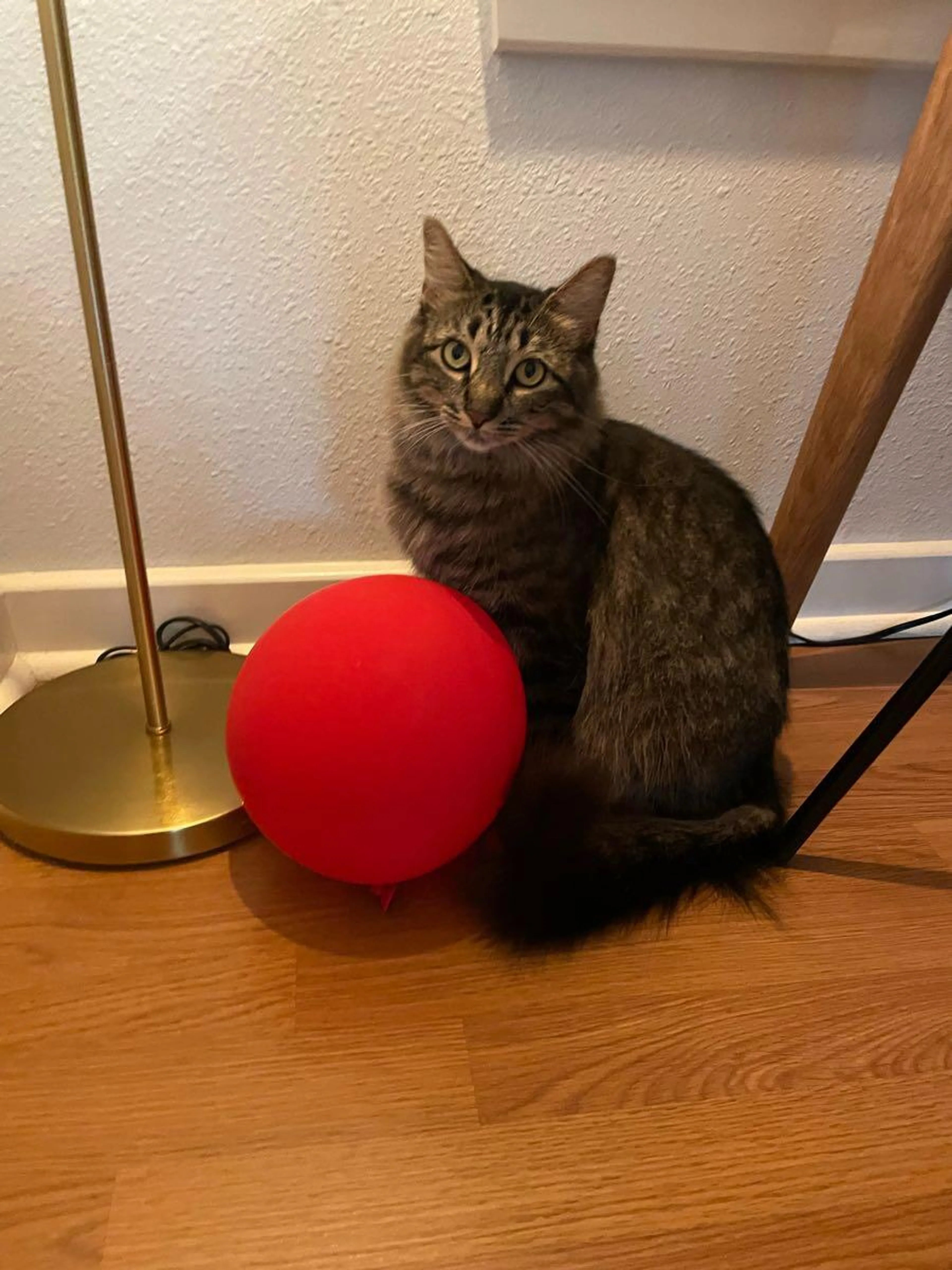 cdn image