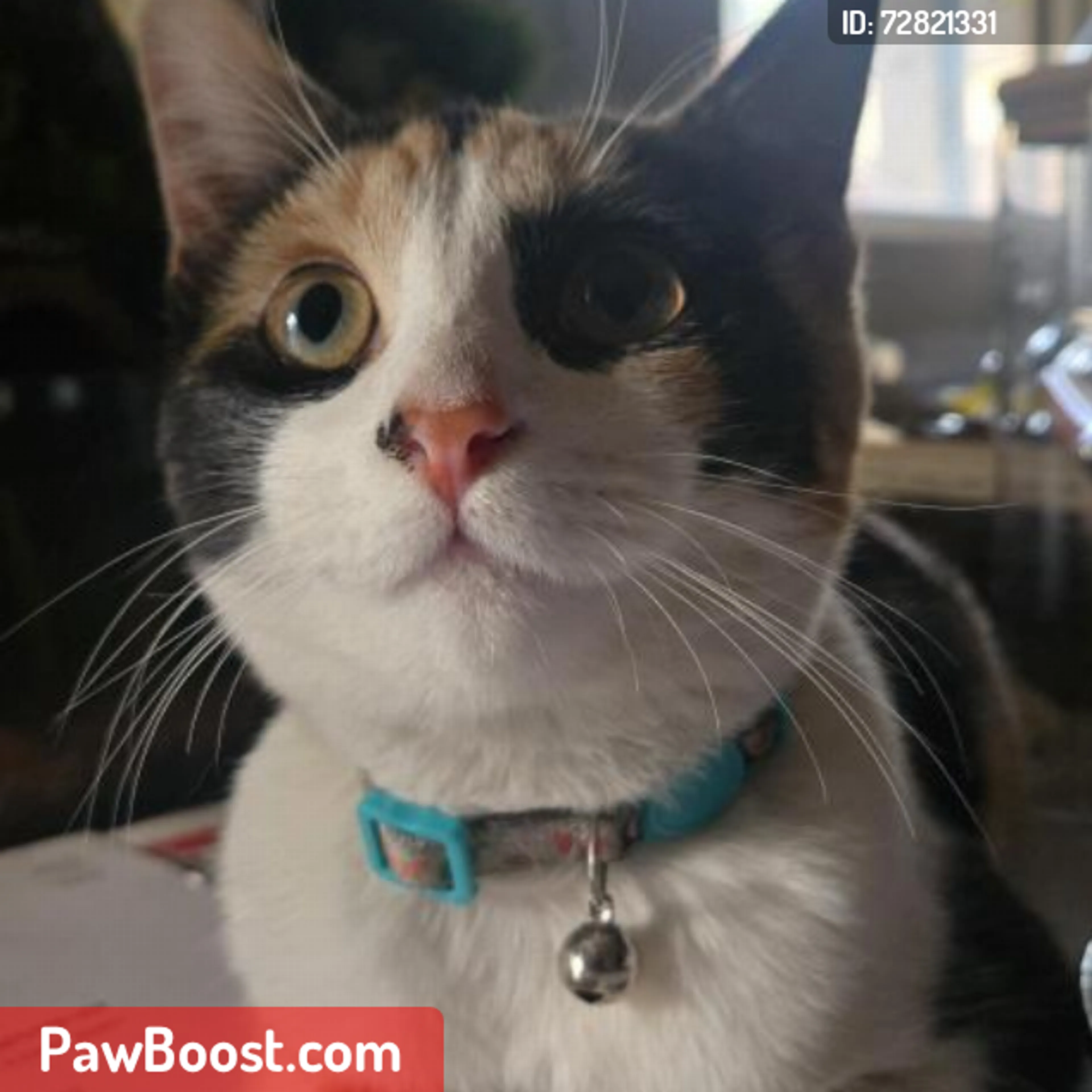 Lost pet