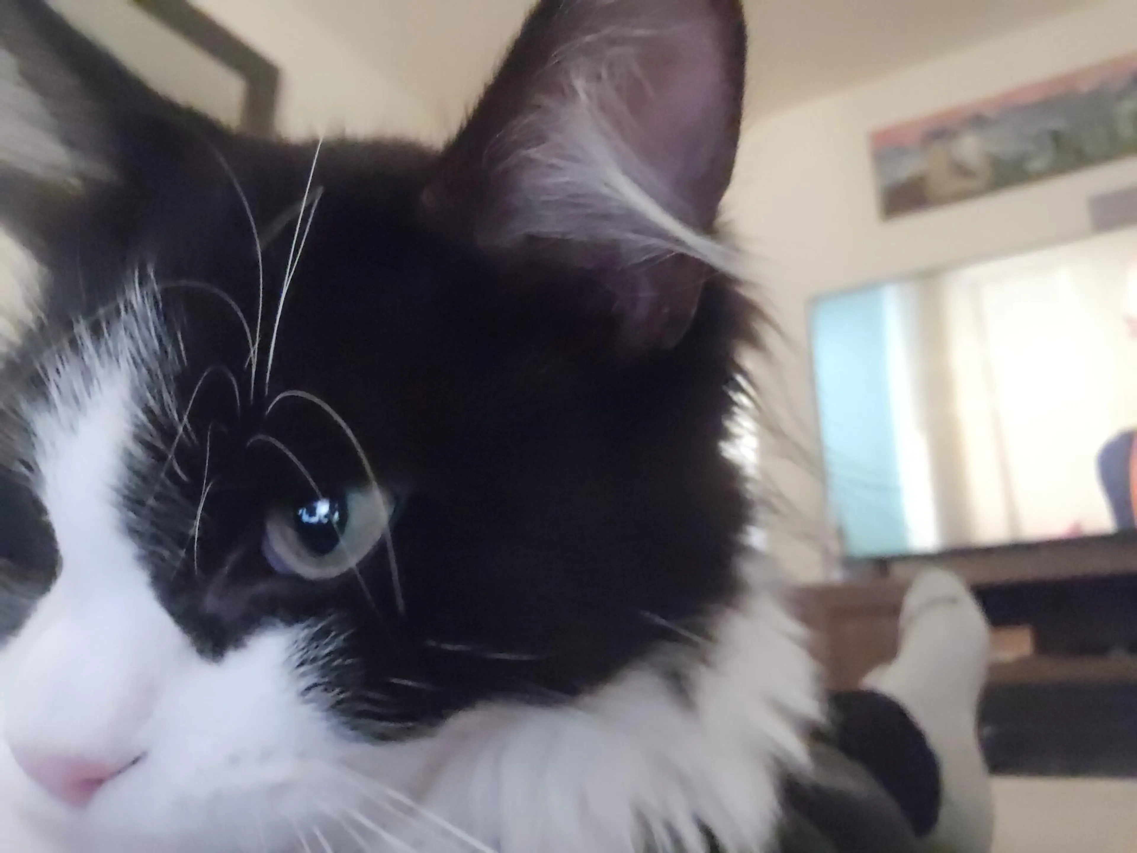 Lost pet