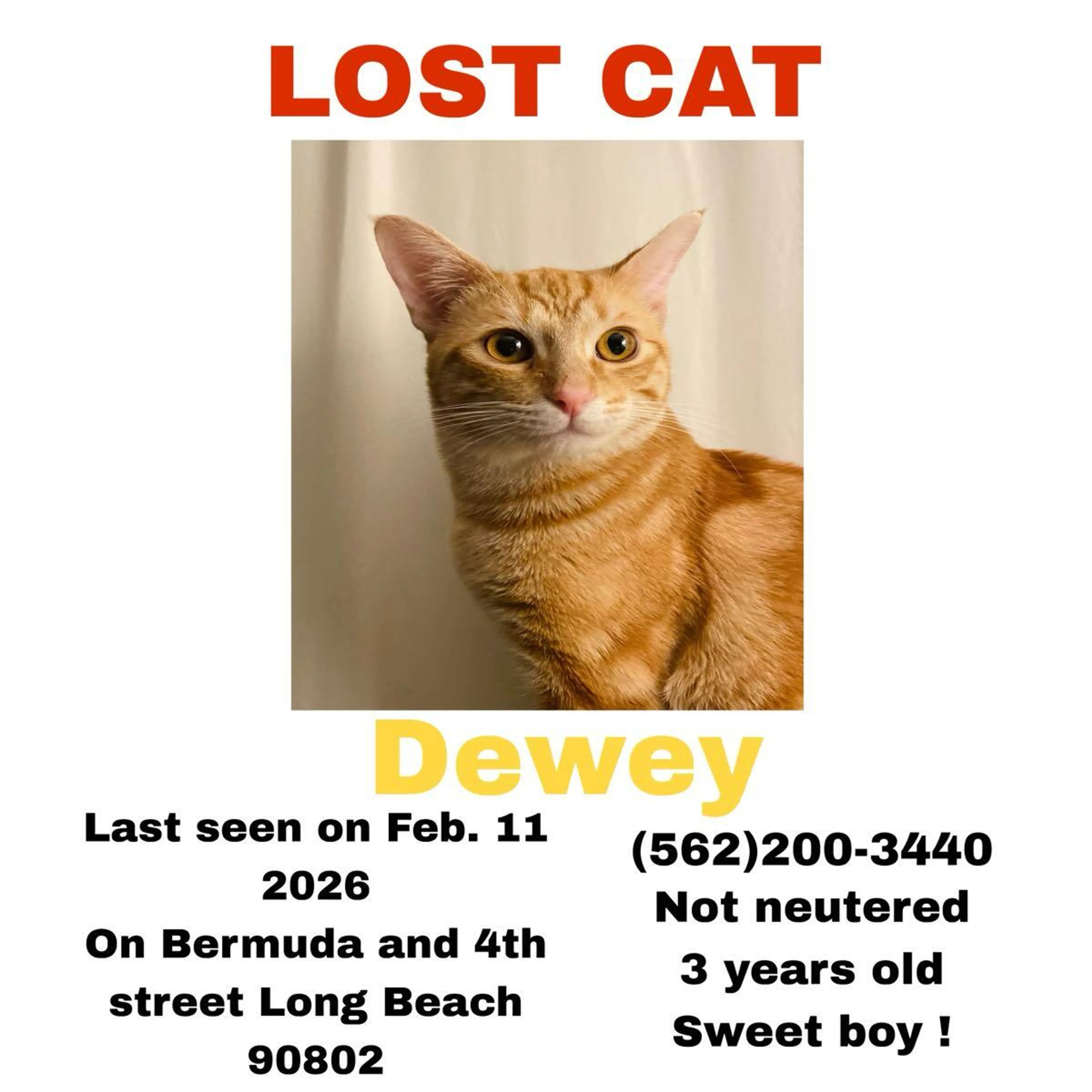 Lost pet
