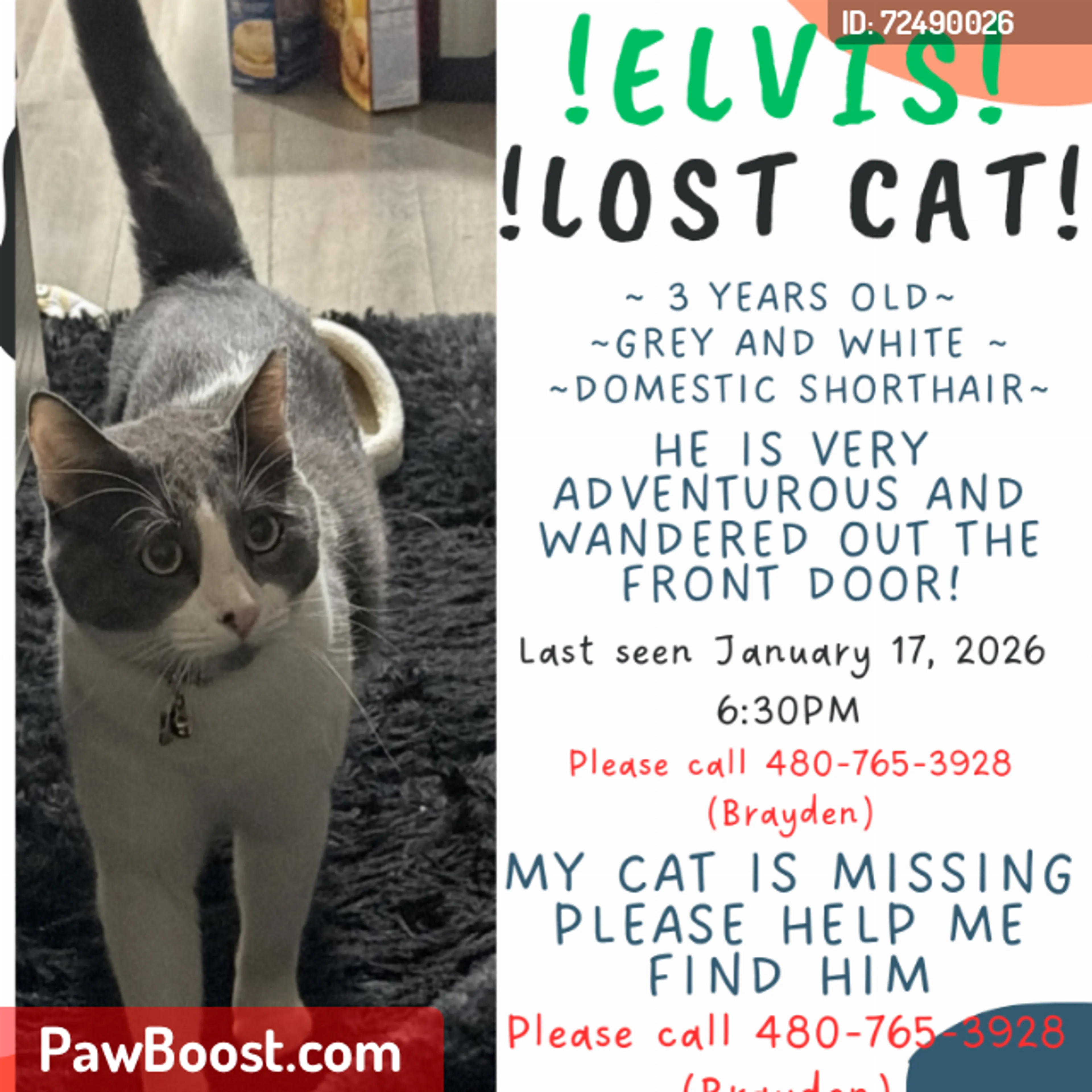Lost pet