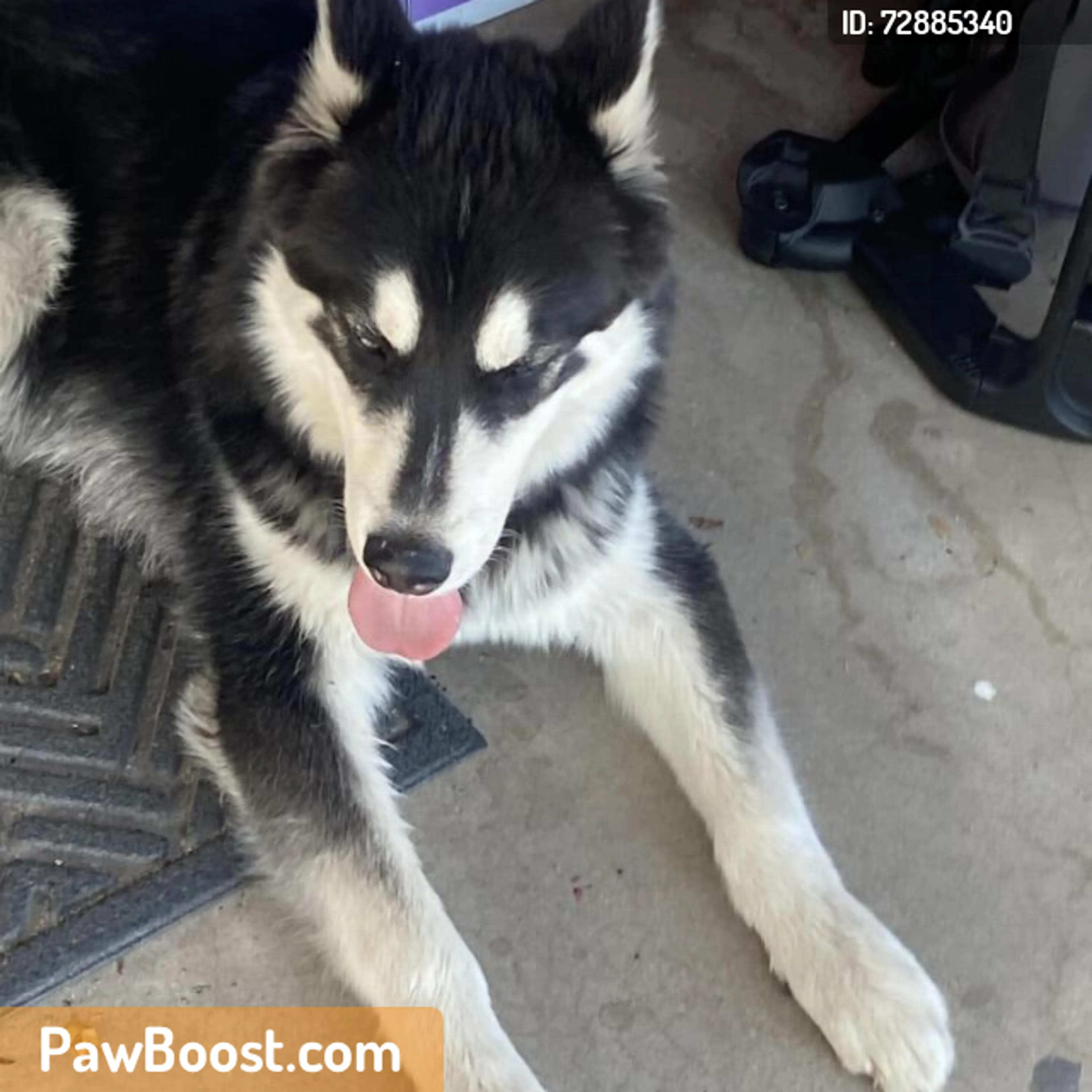 Found pet