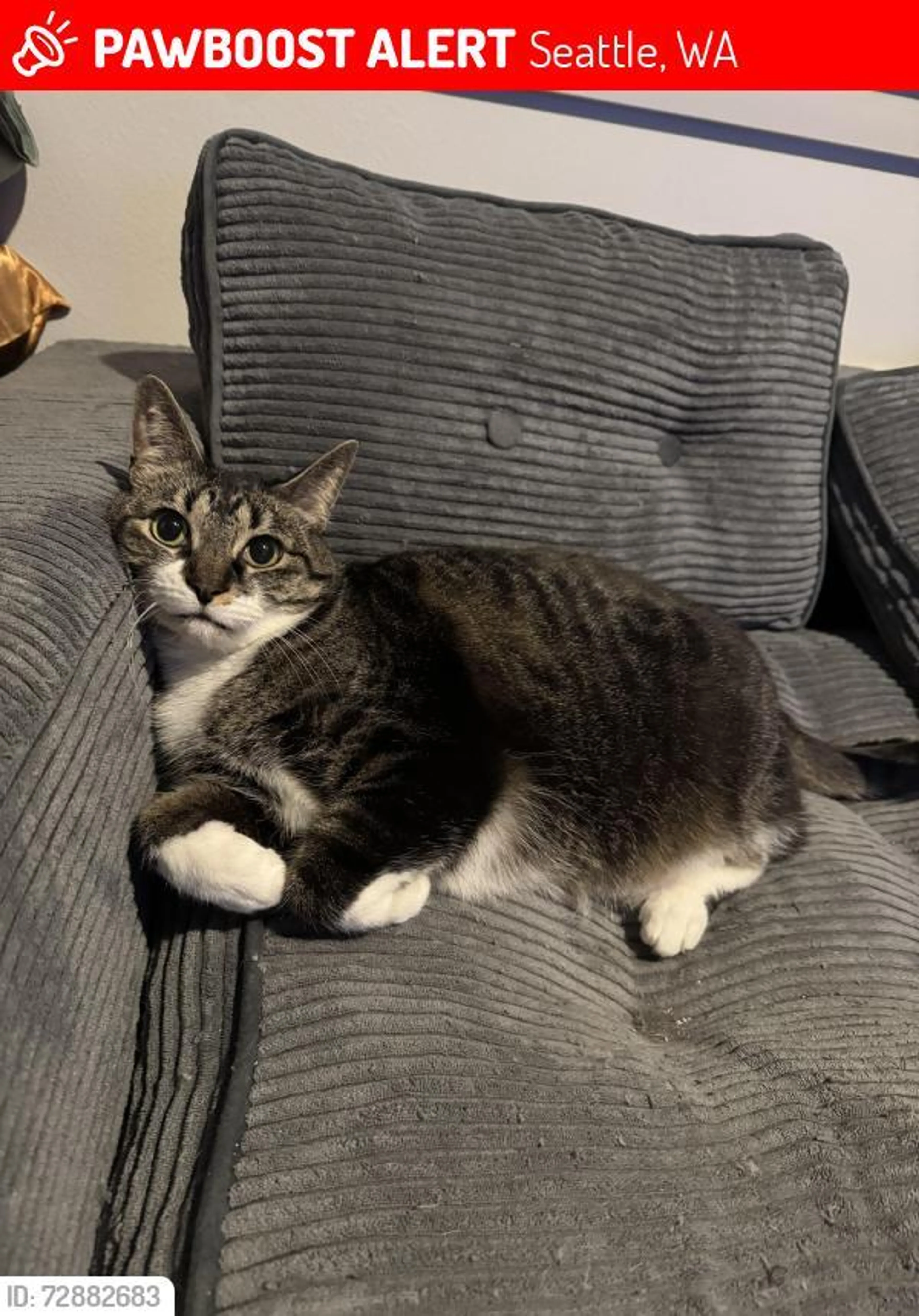 Lost pet