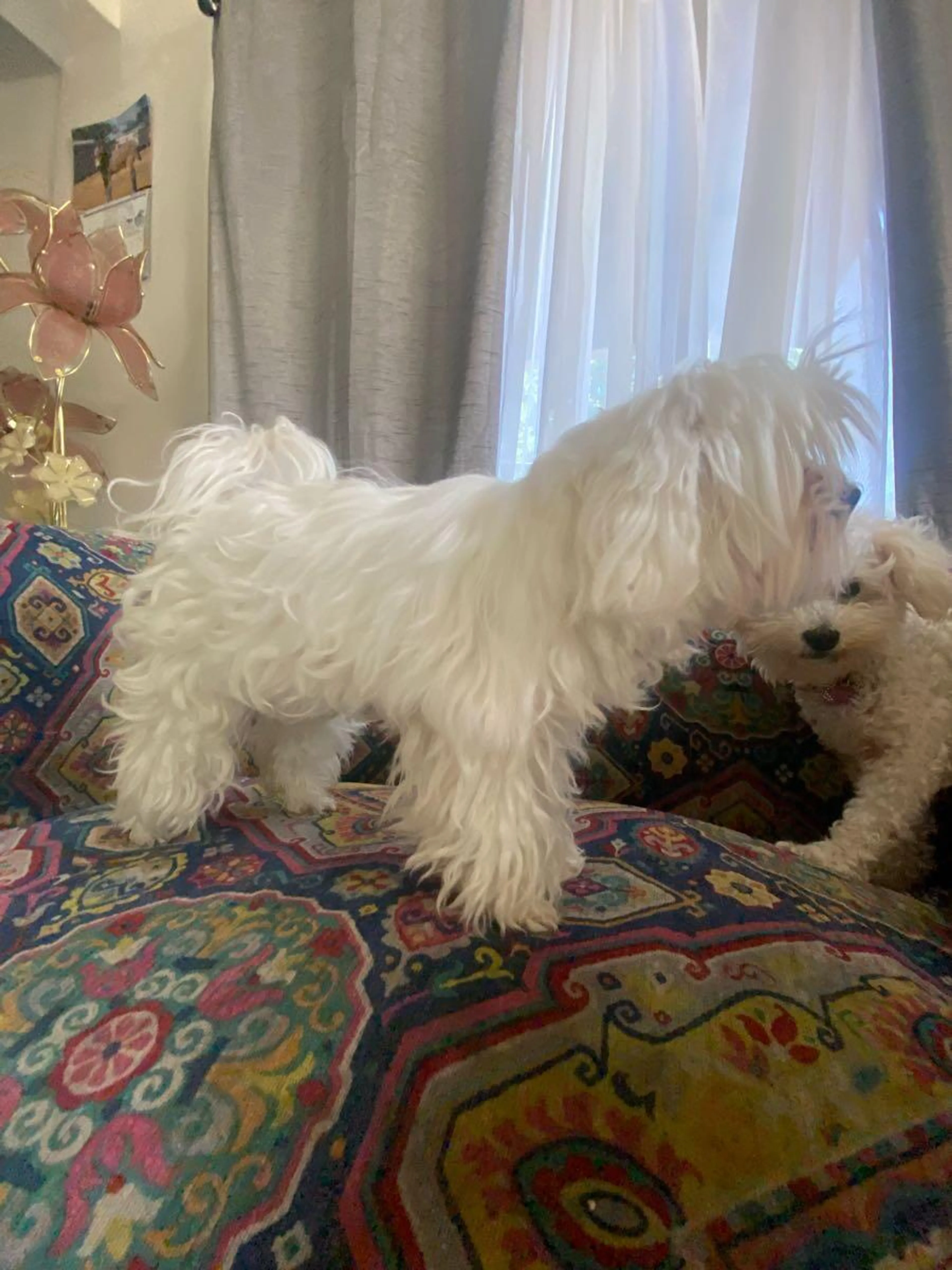 Lost pet