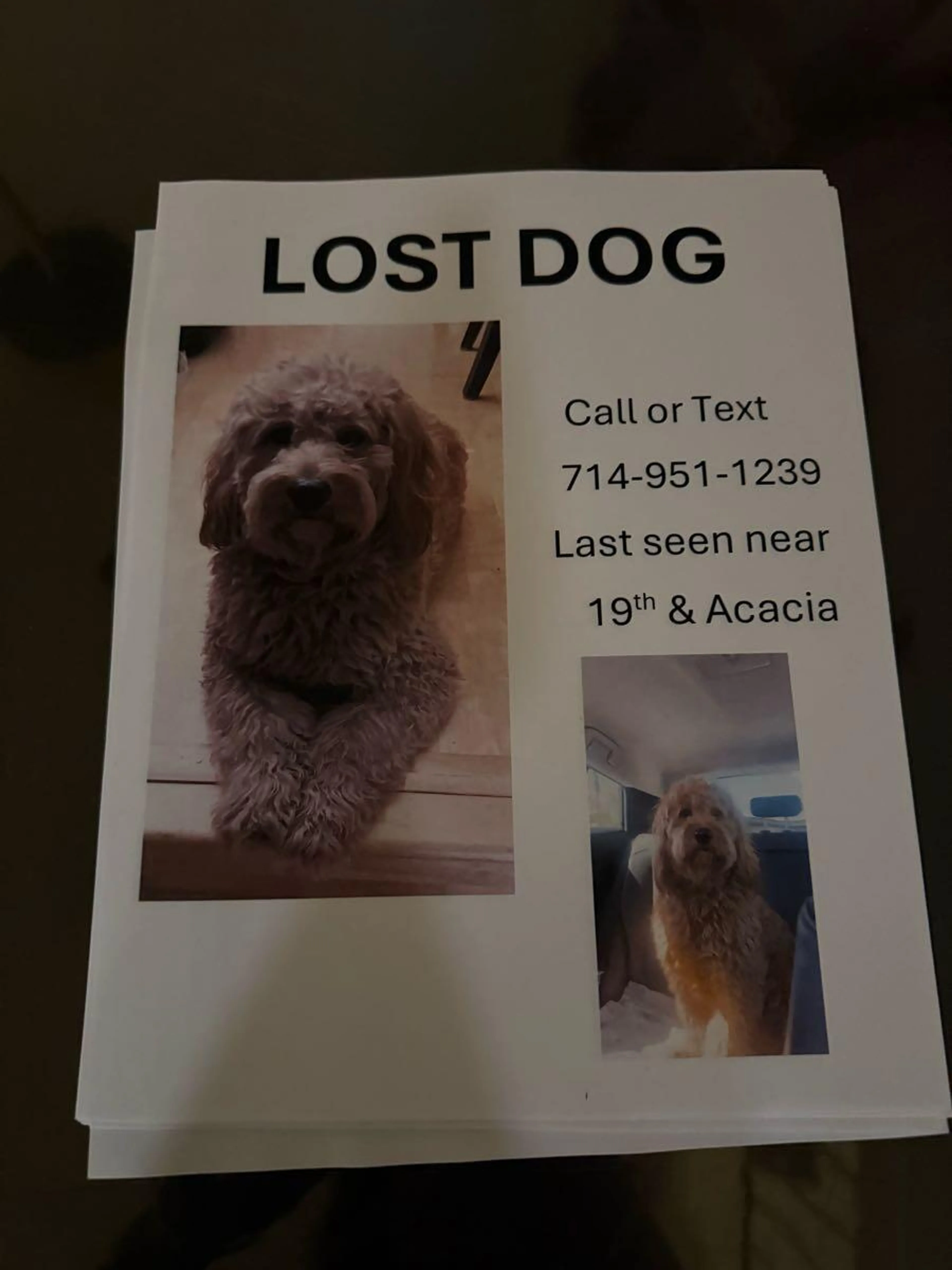Lost pet