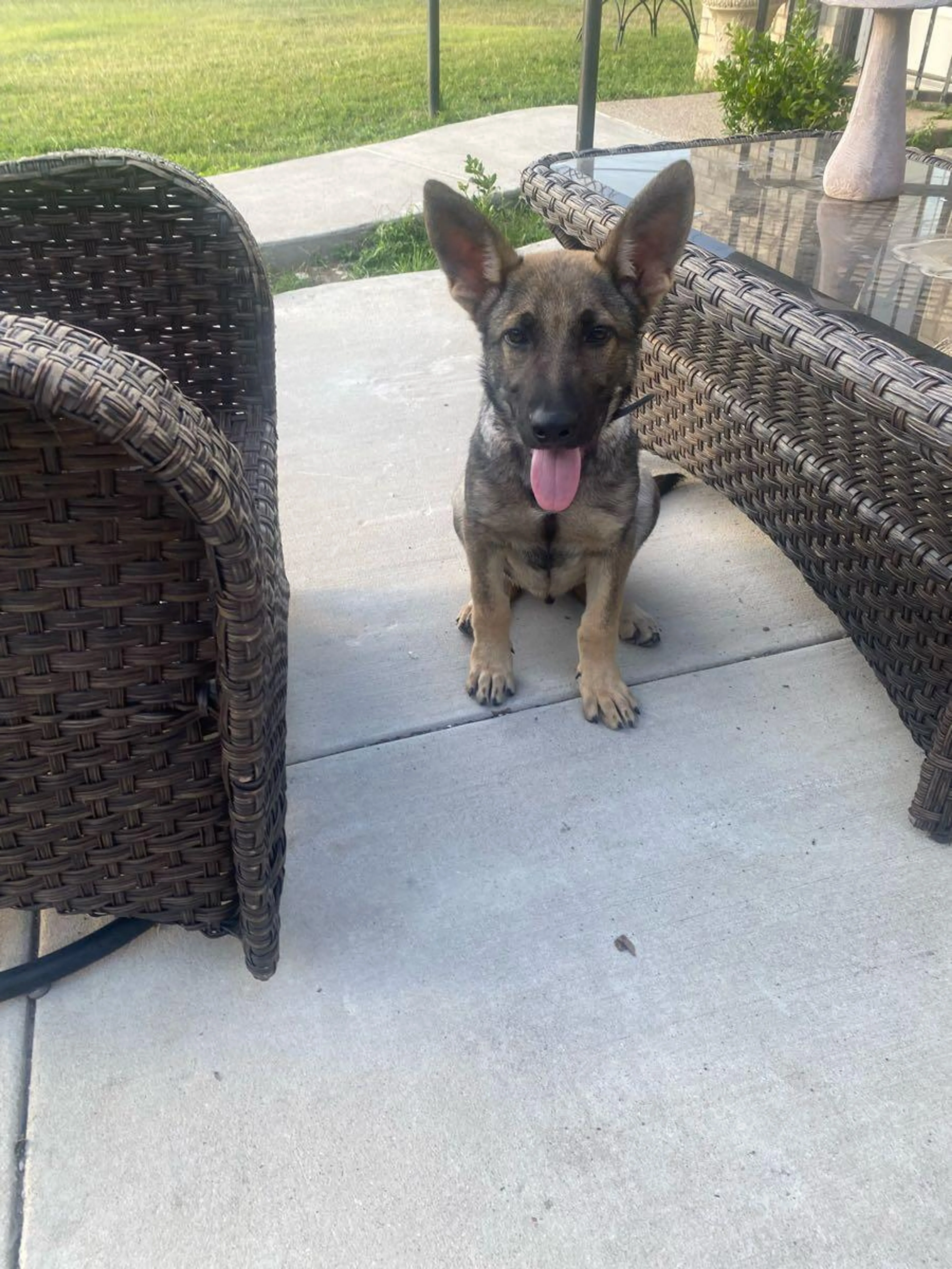 Found pet