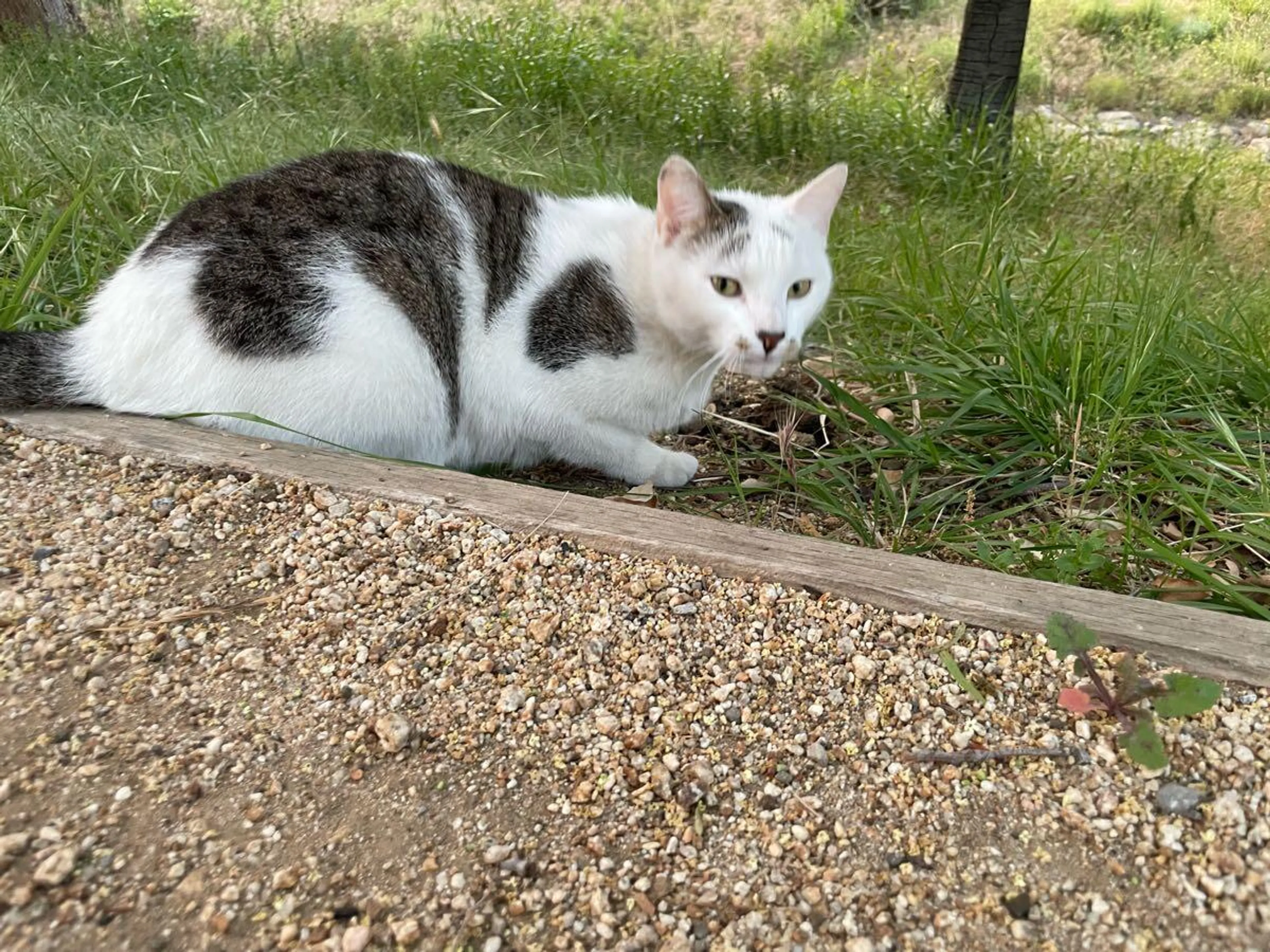 Found pet