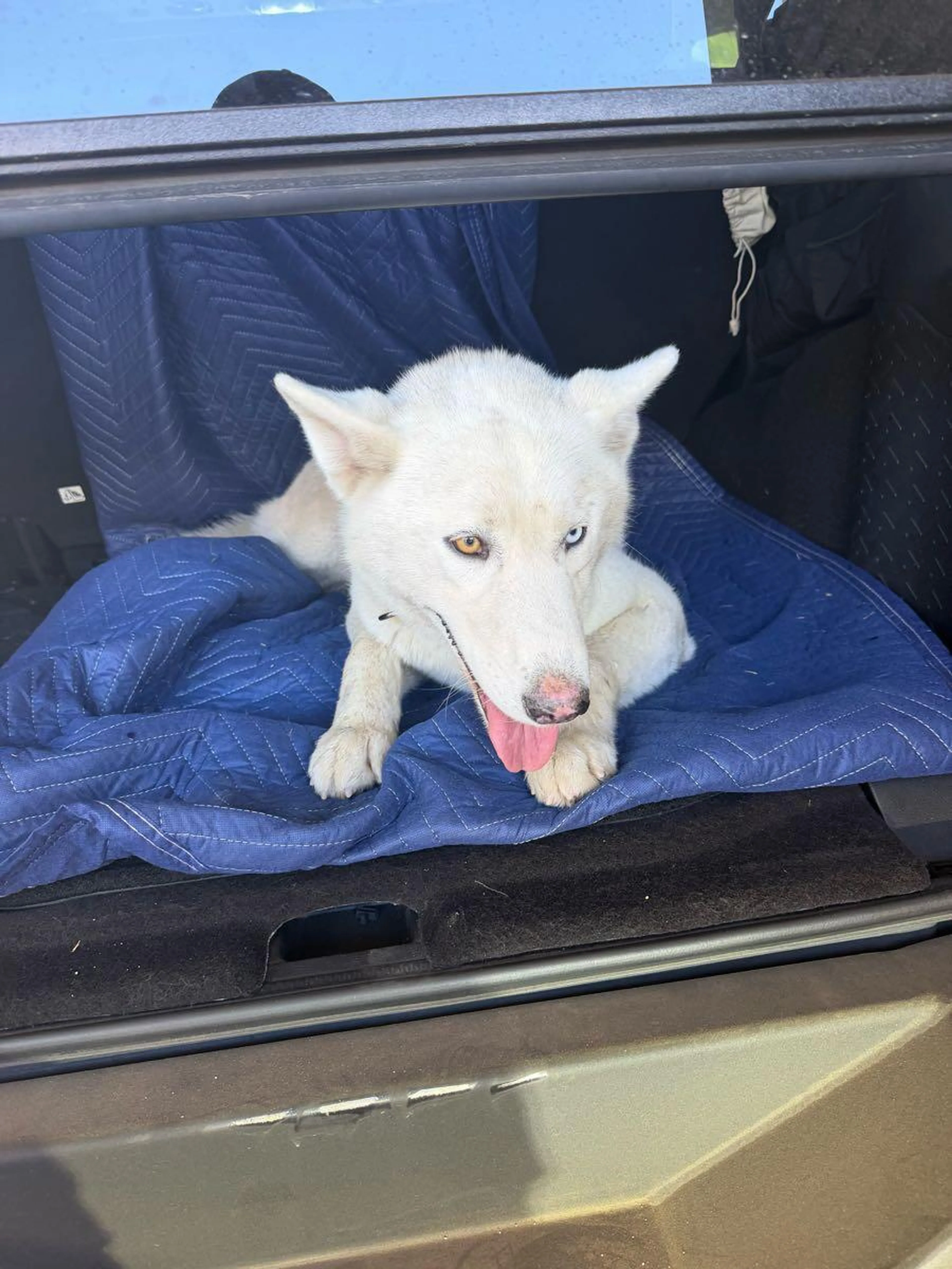 Found pet