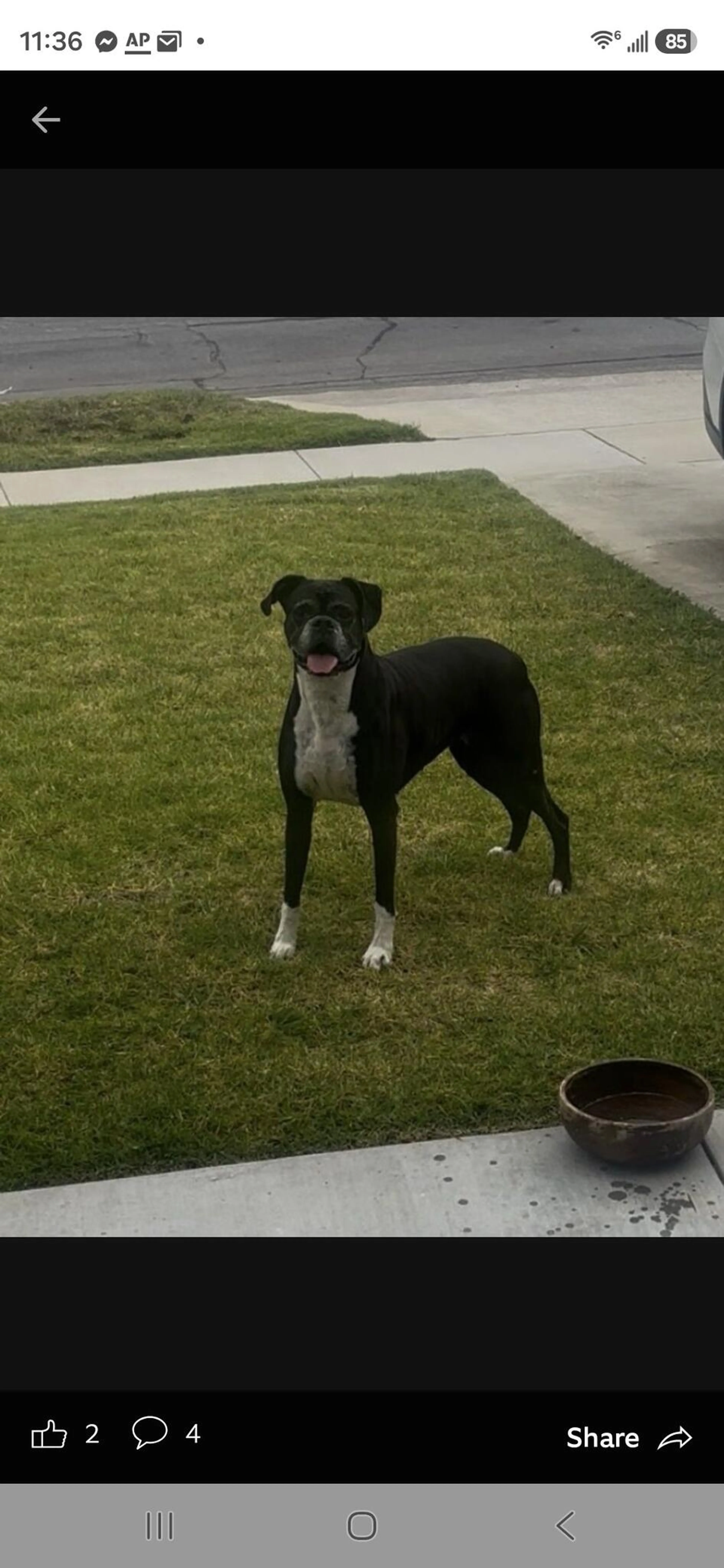 Found pet