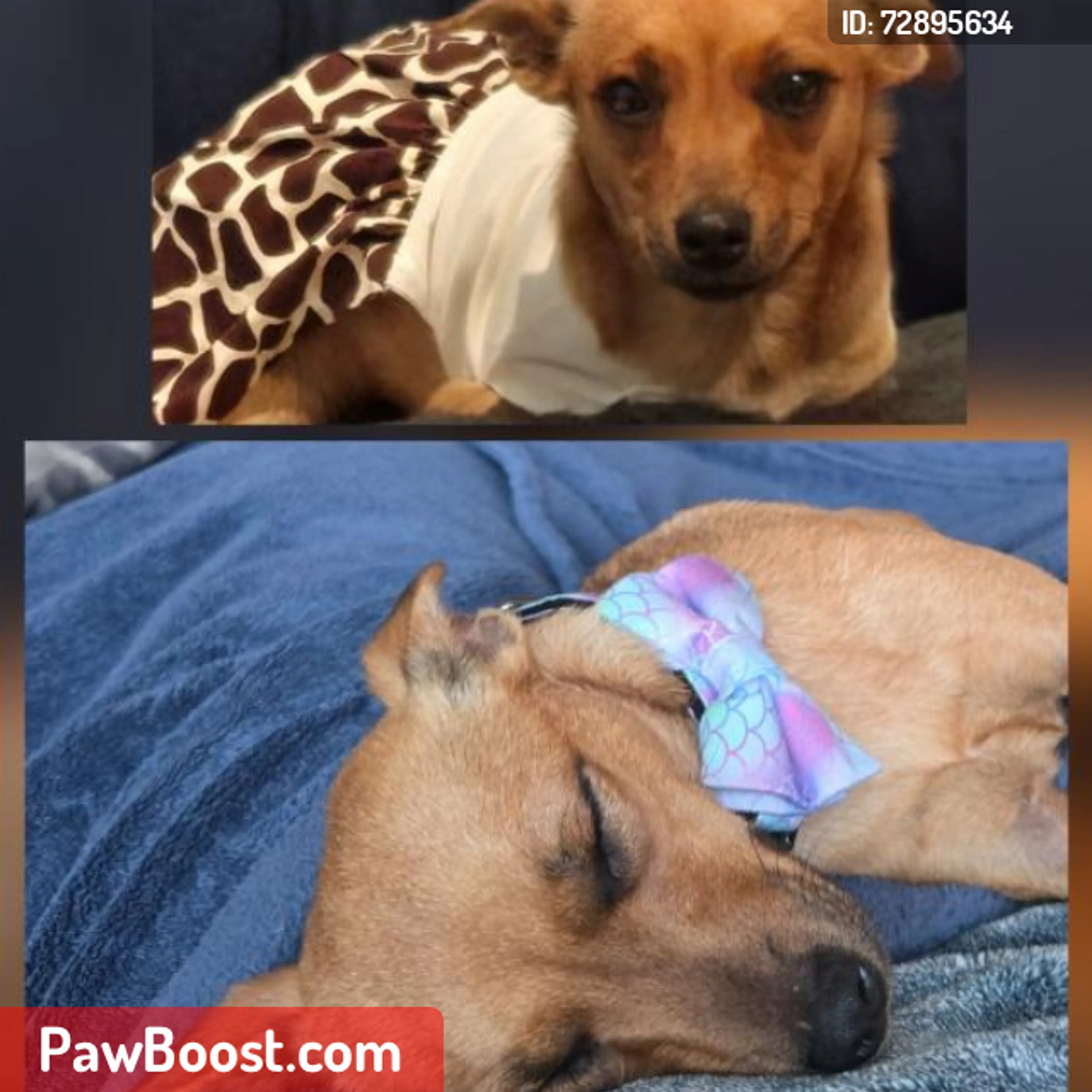 Lost pet