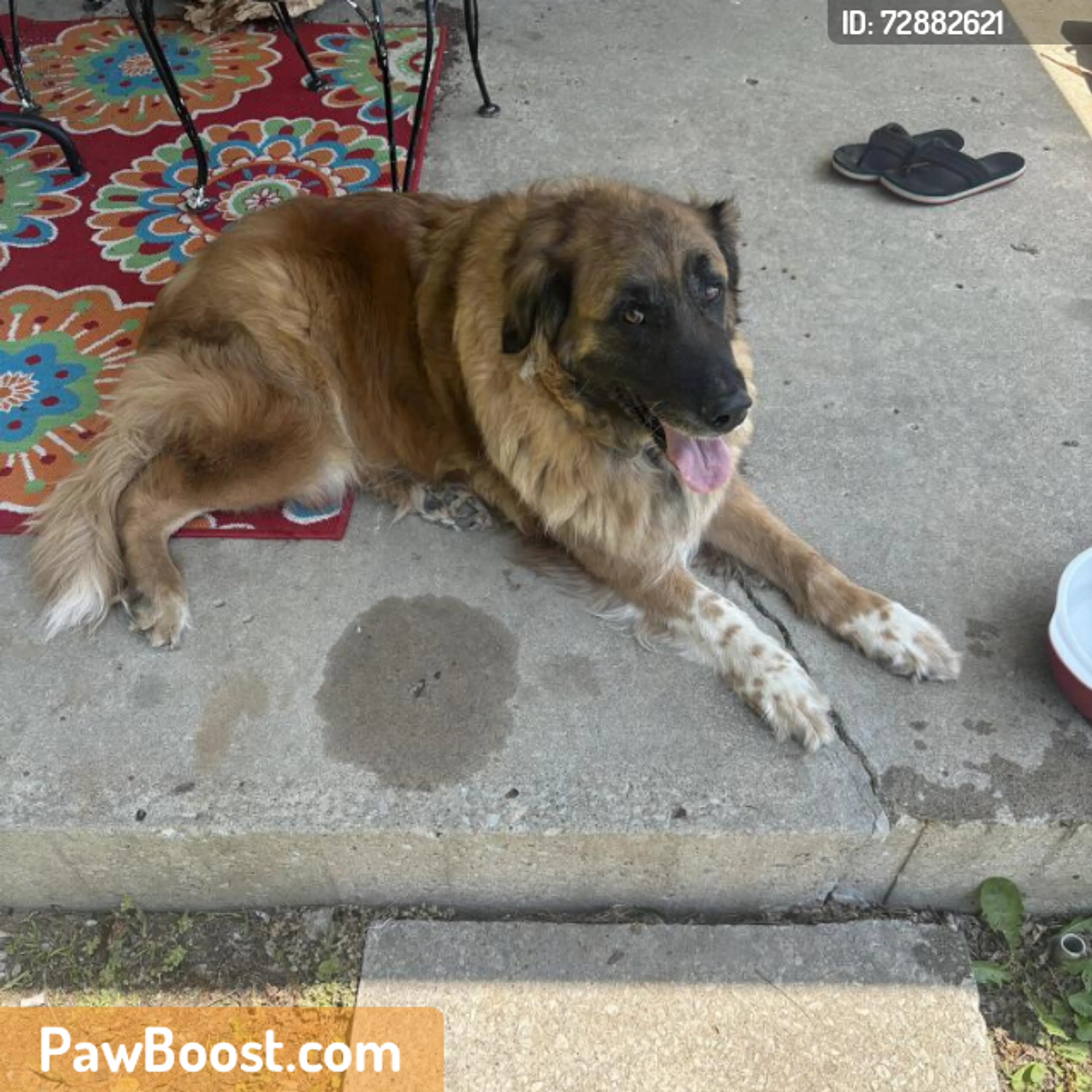 Found pet