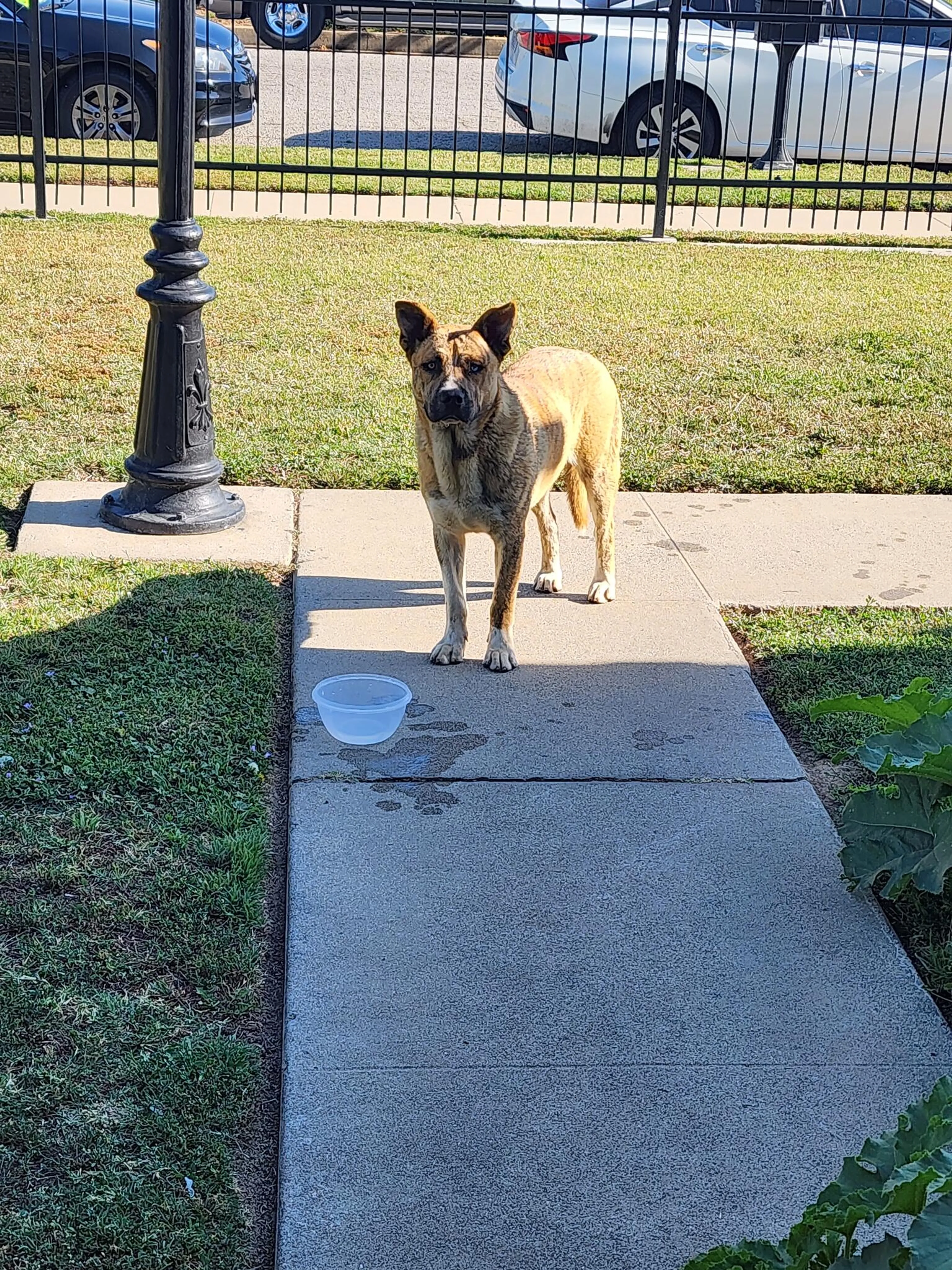 Found pet