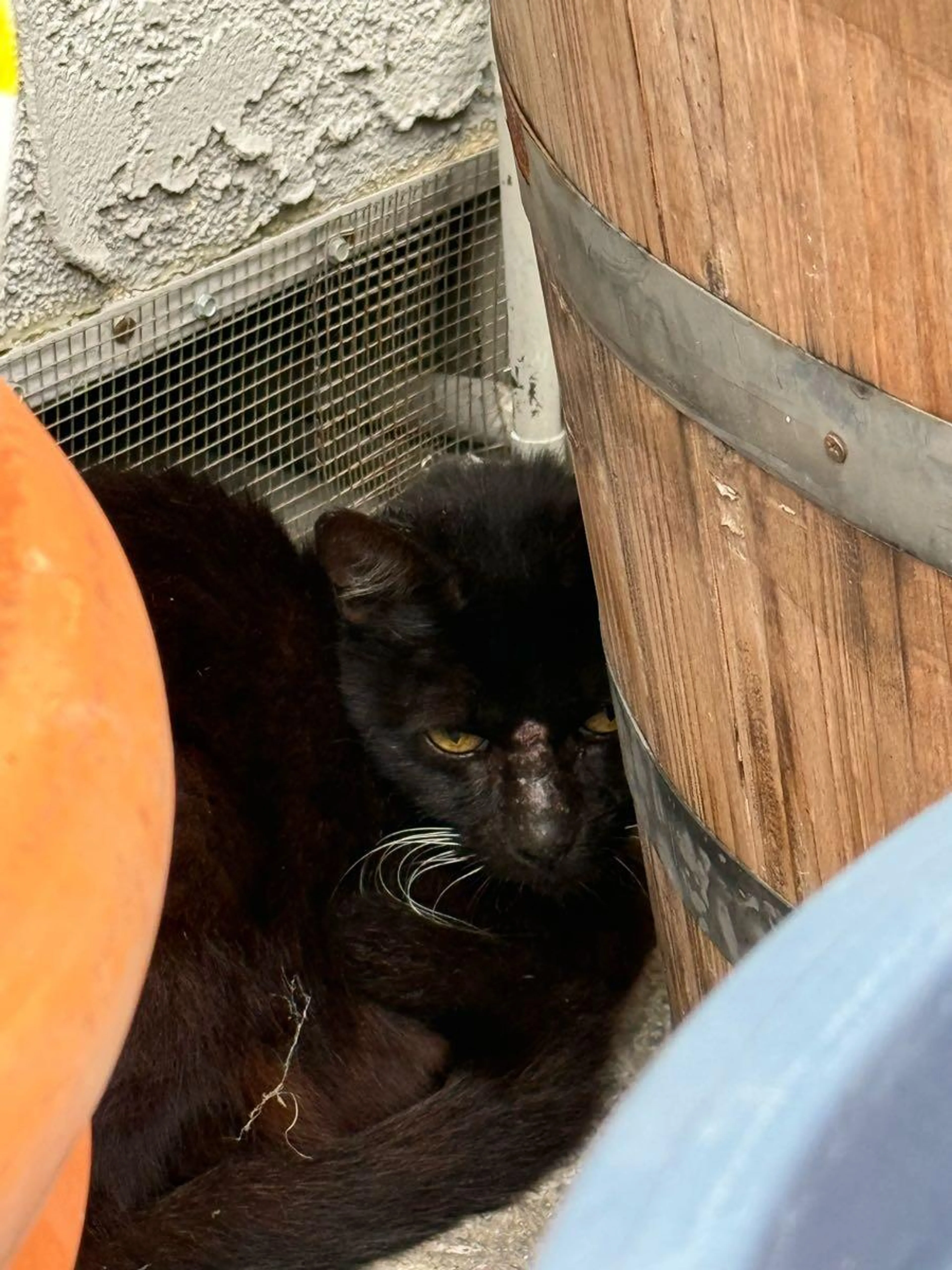 Found pet