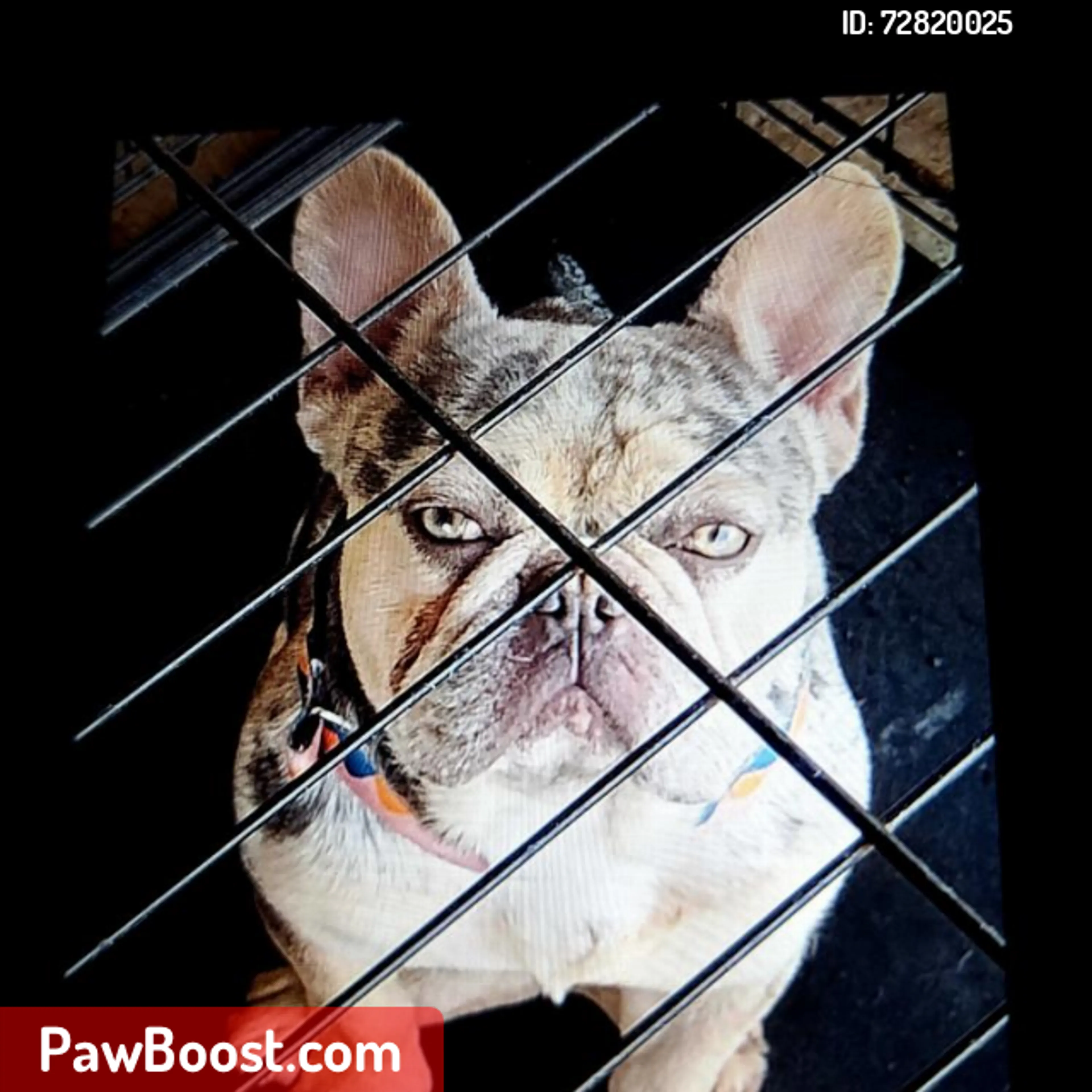 Lost pet