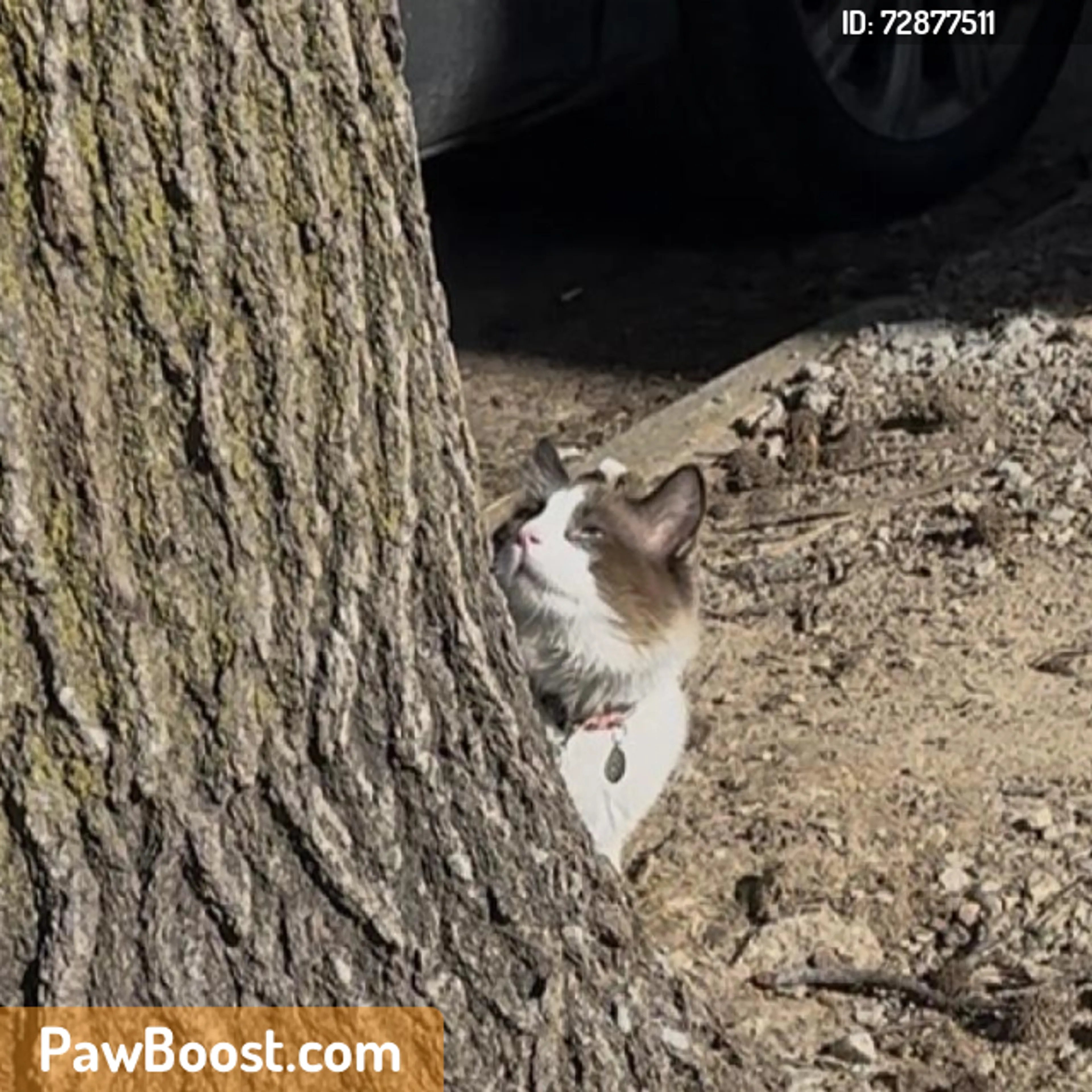 Found pet