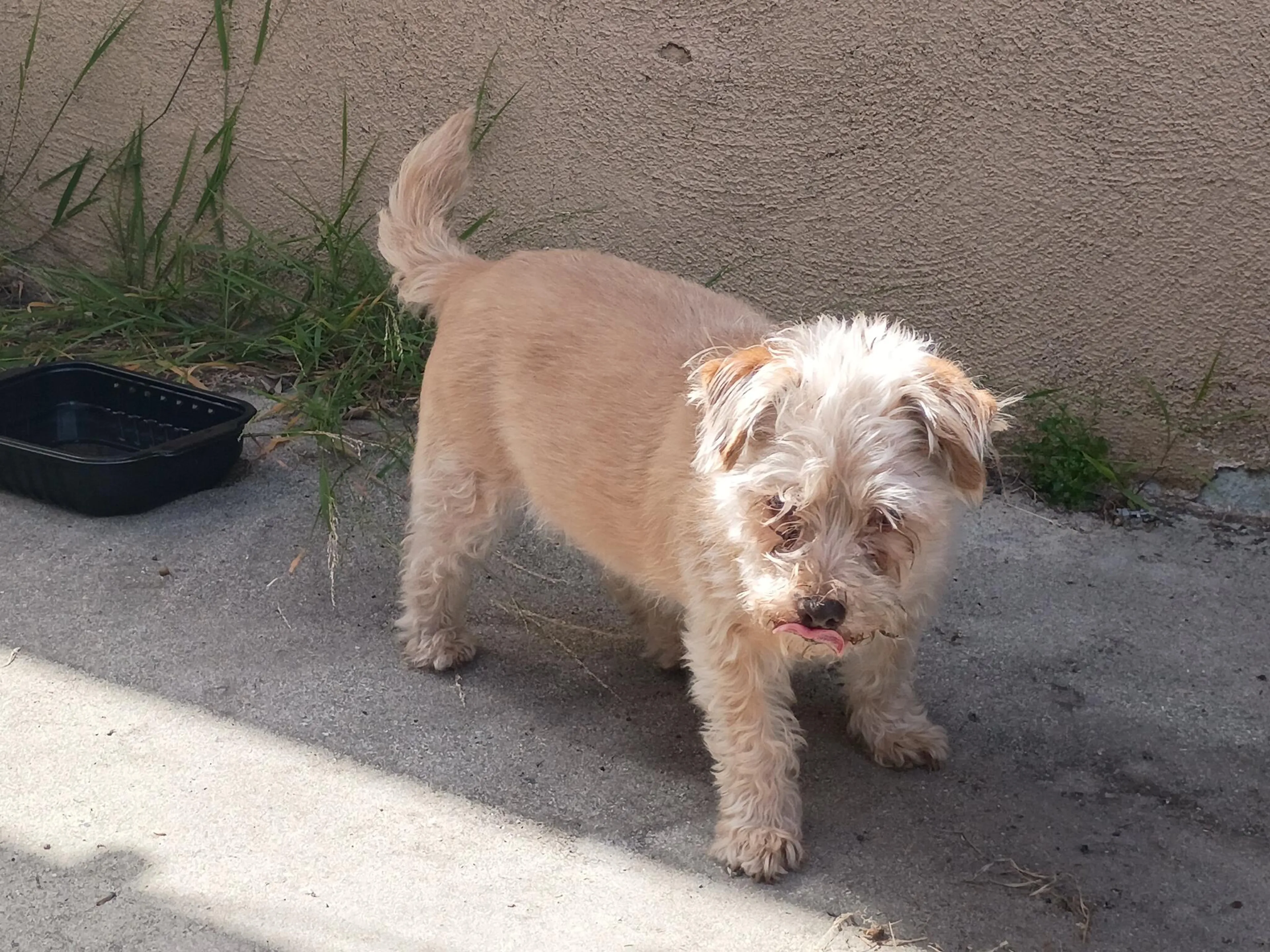 Found pet