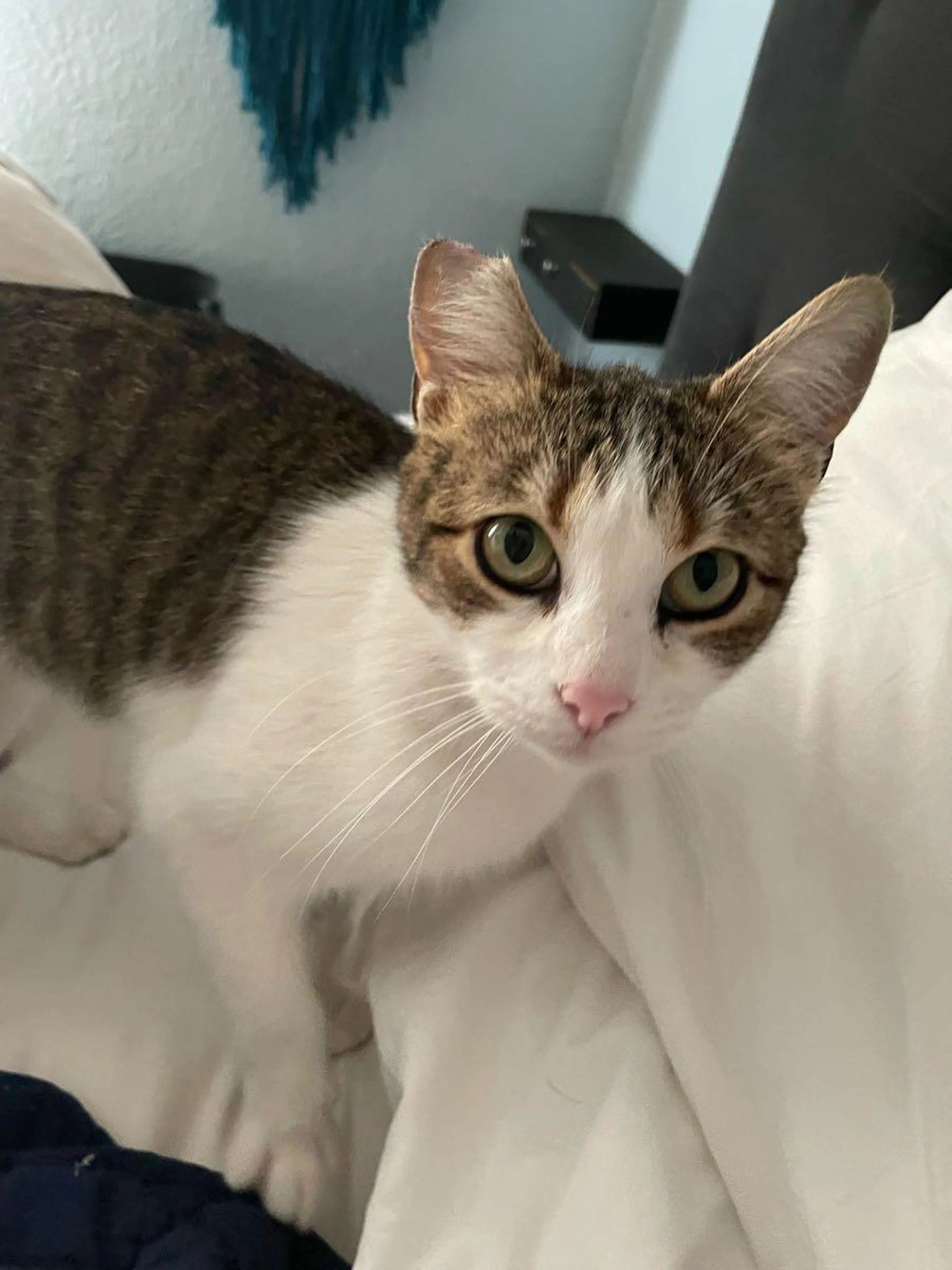Lost pet