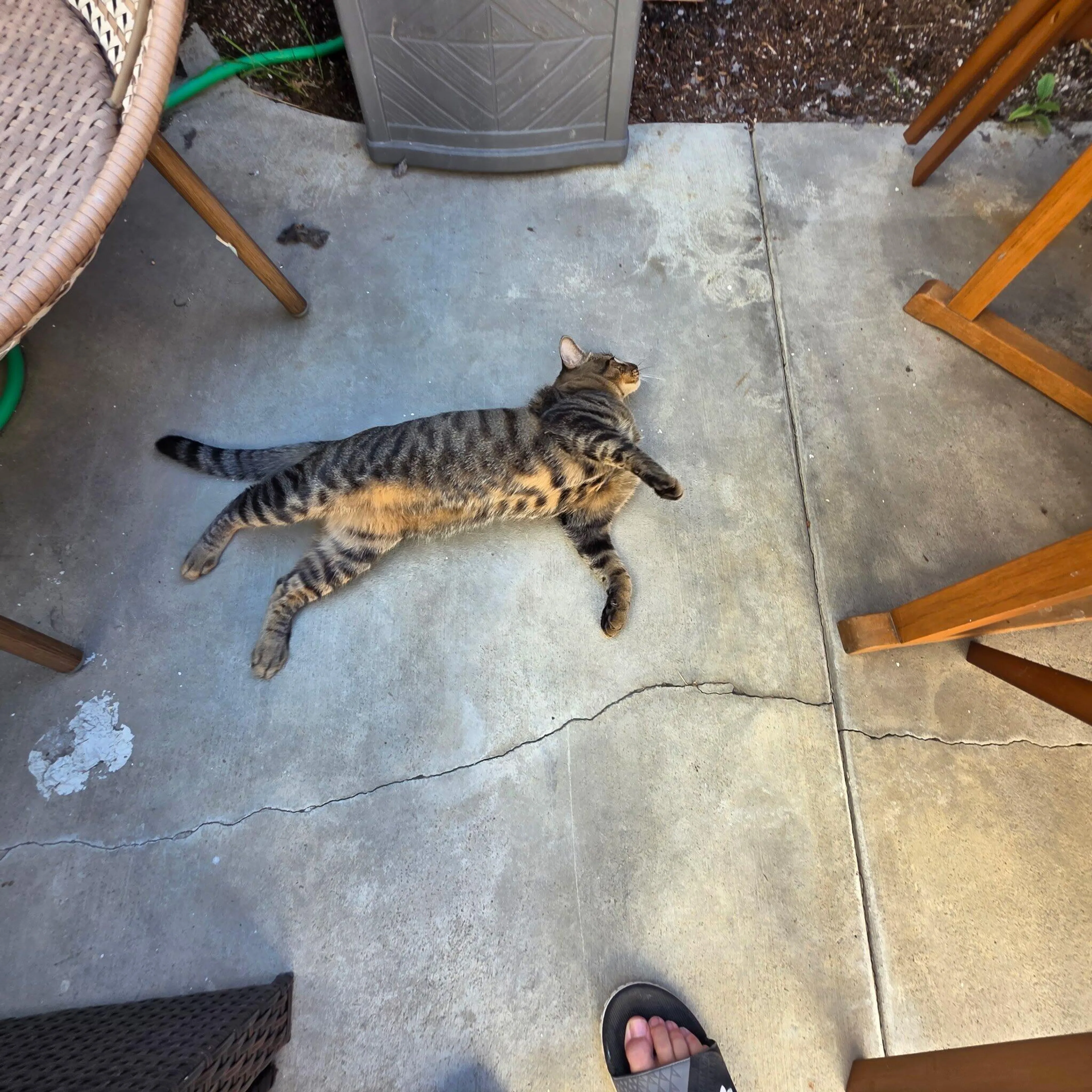 cdn image