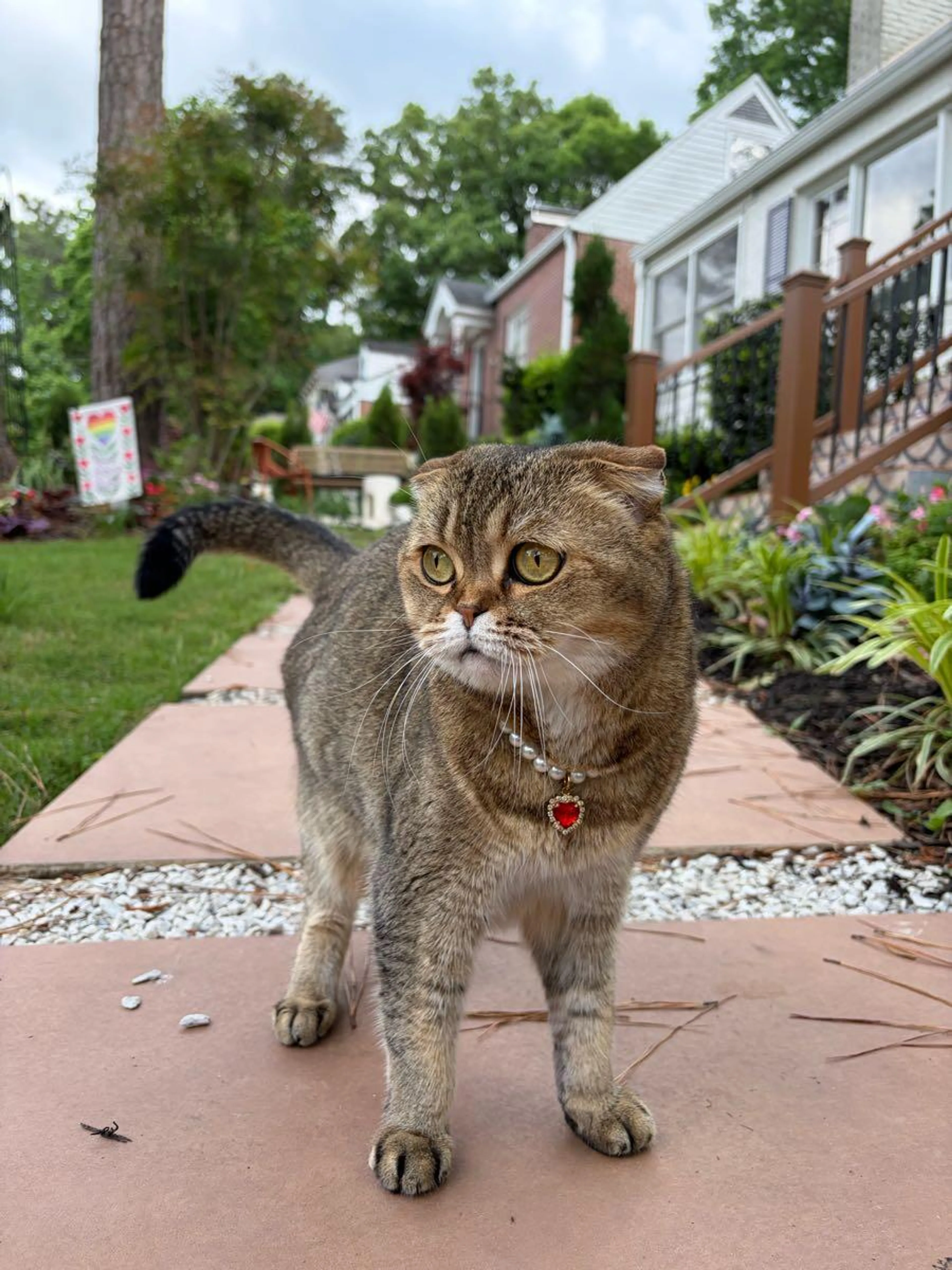 Lost pet
