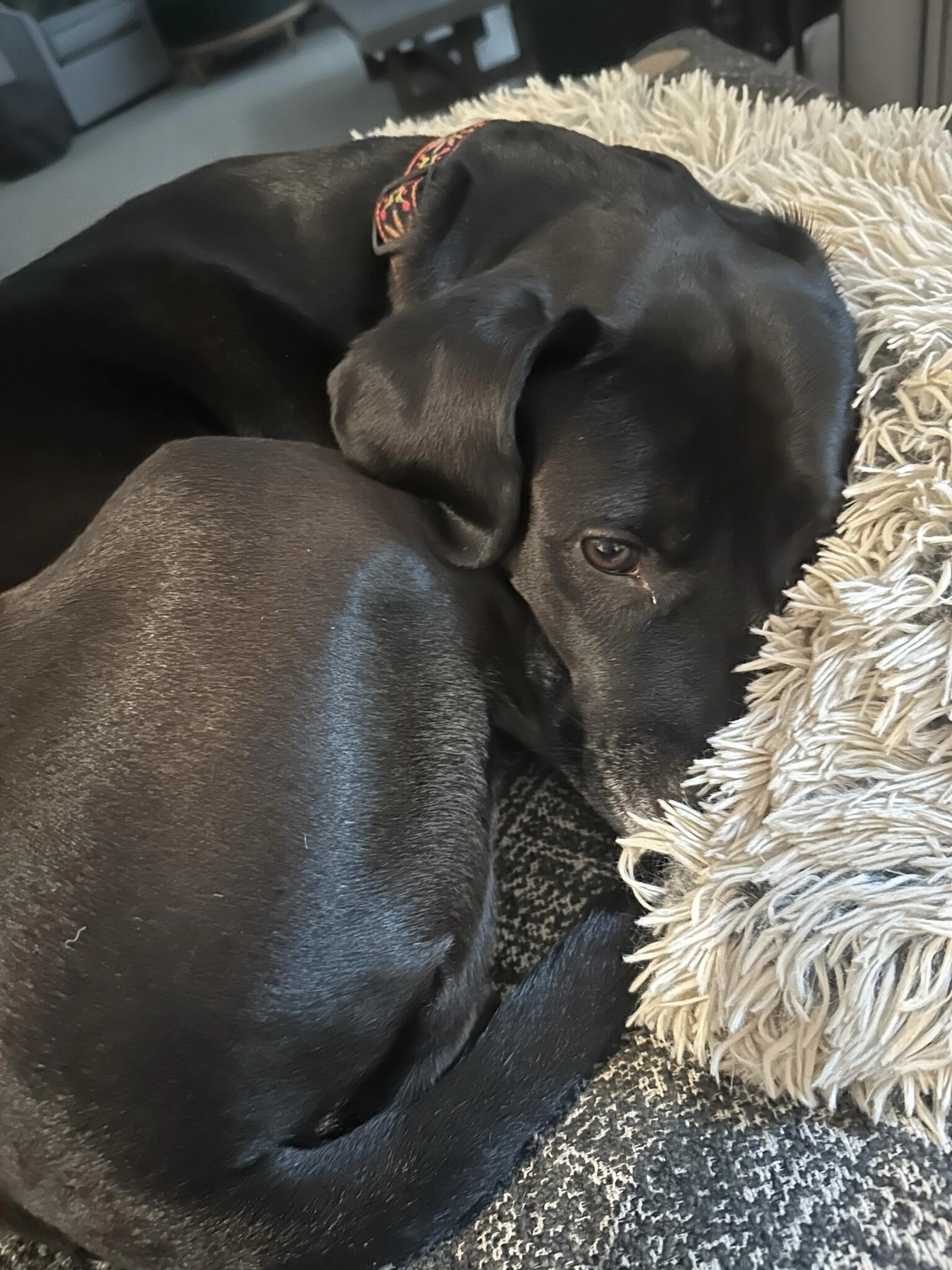 Lost pet