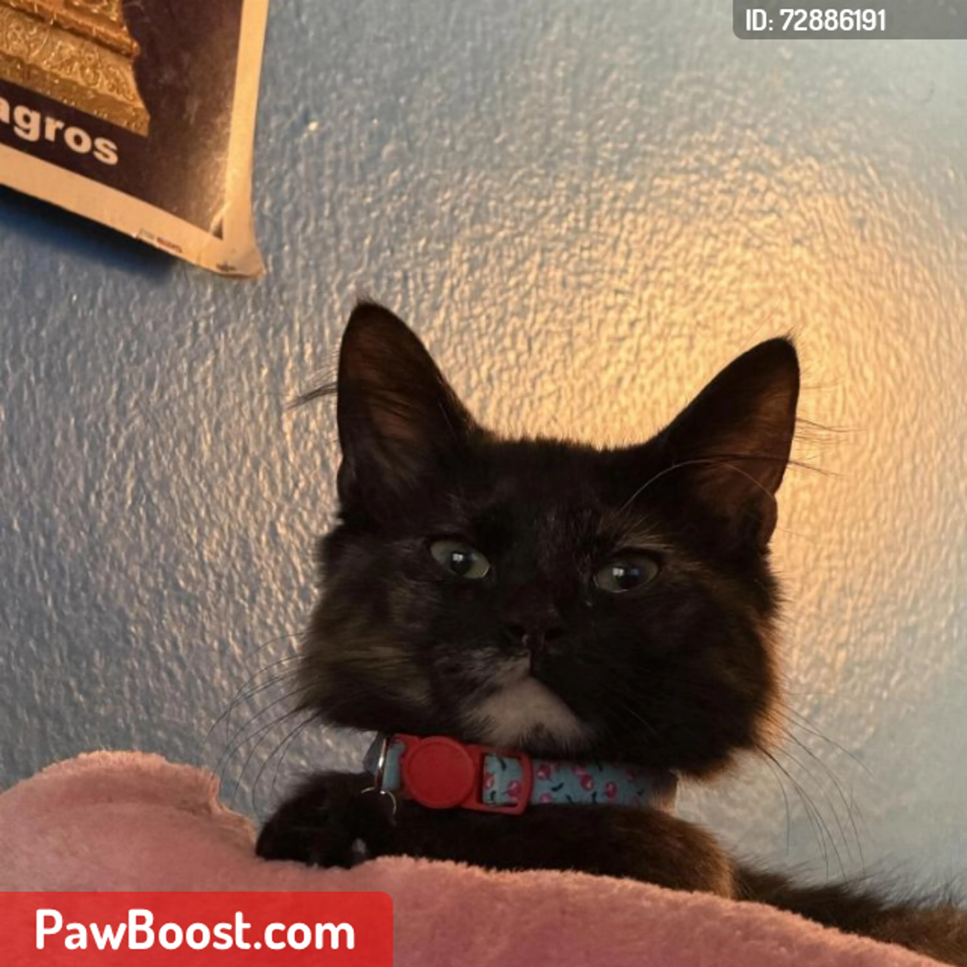 Lost pet