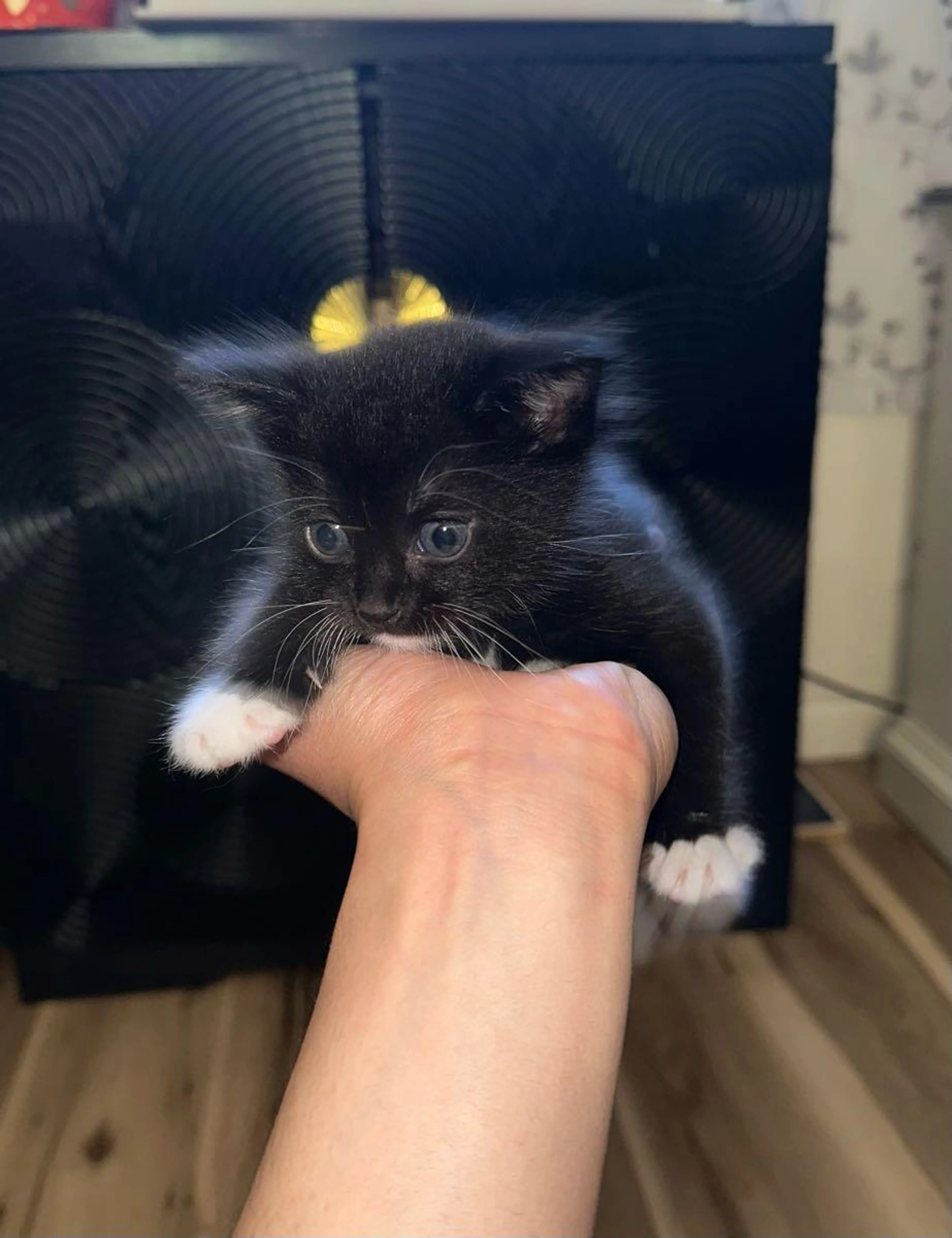 Found pet